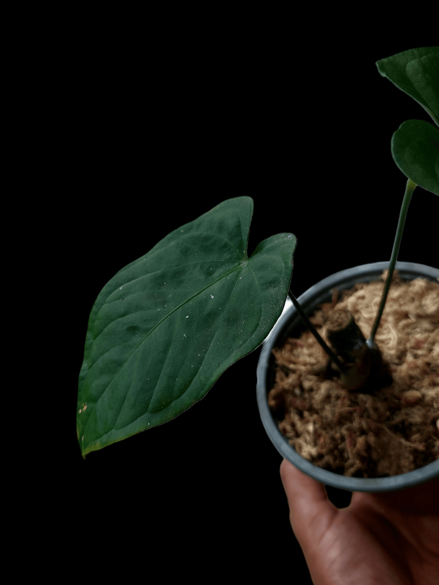 Anthurium sp. "Tarapoto Velvet" (EXACT PLANT)