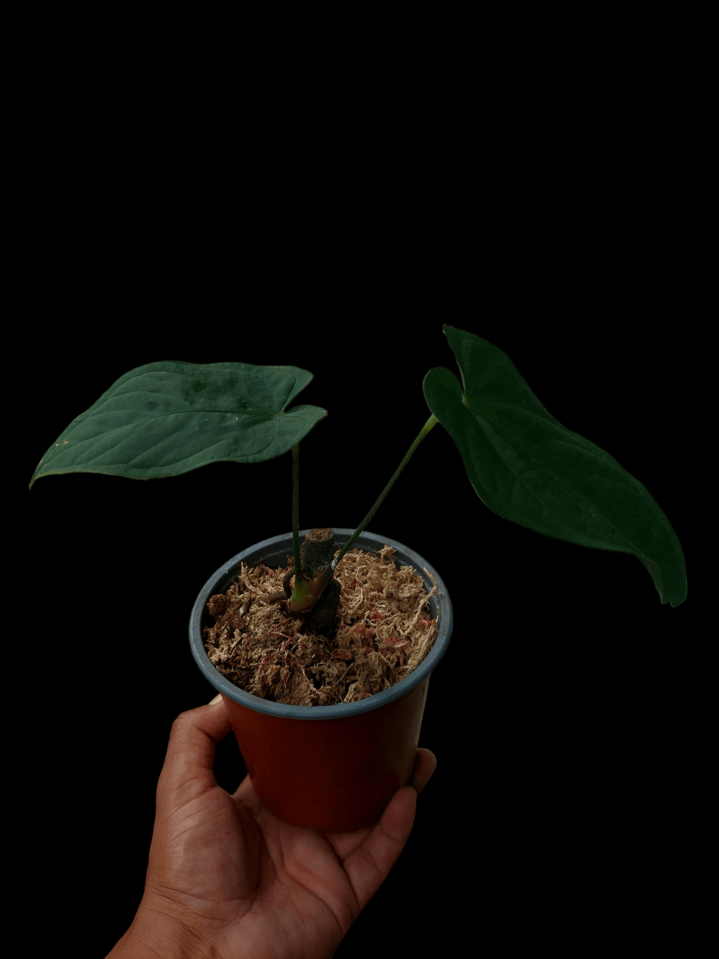 Anthurium sp. "Tarapoto Velvet" (EXACT PLANT)