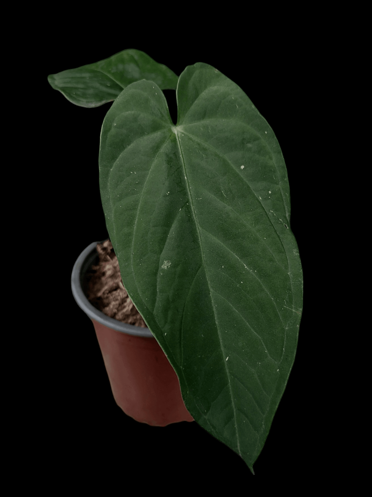 Anthurium sp. "Tarapoto Velvet" (EXACT PLANT)