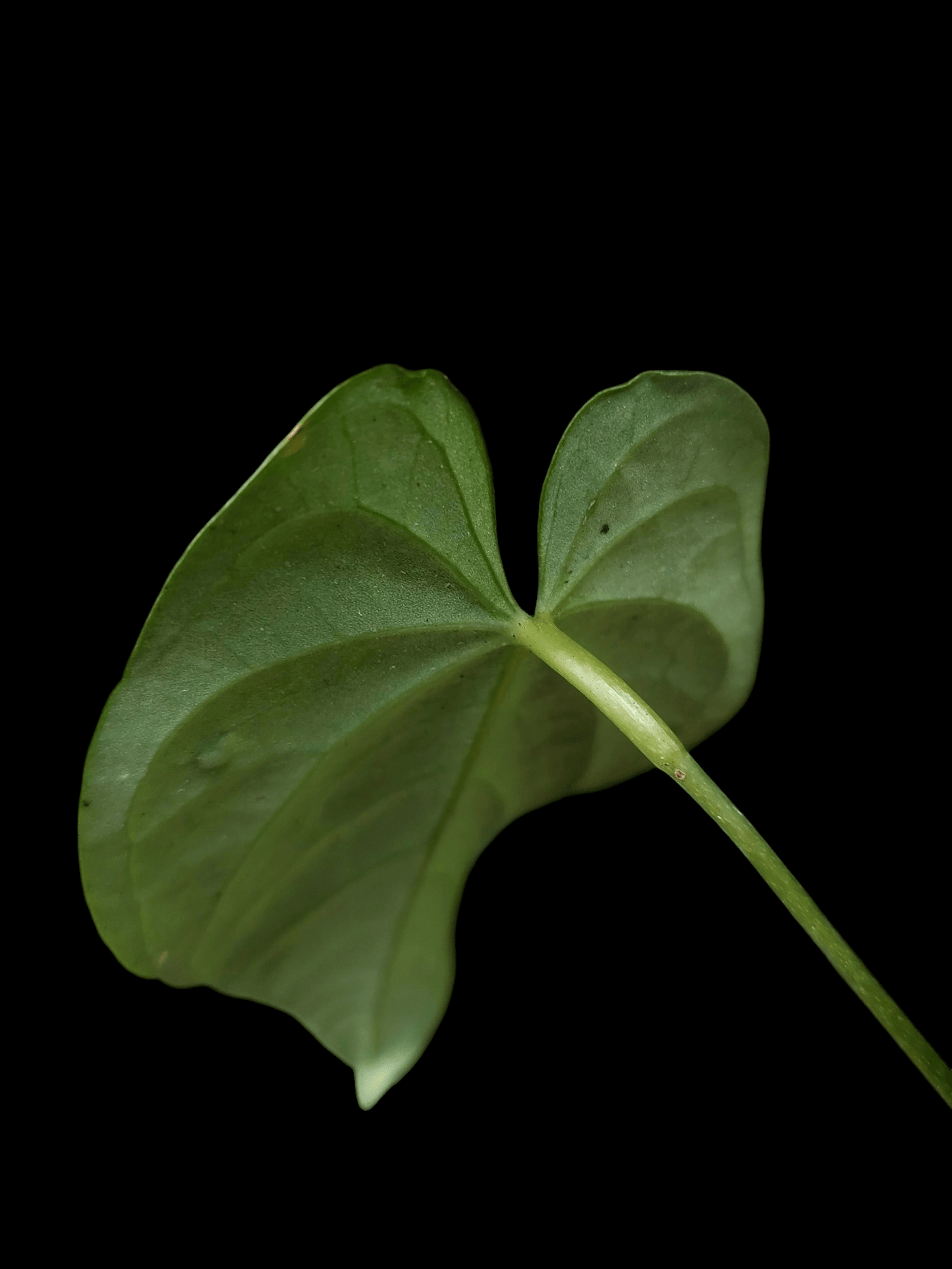 Anthurium sp. "Tarapoto Velvet" (EXACT PLANT)