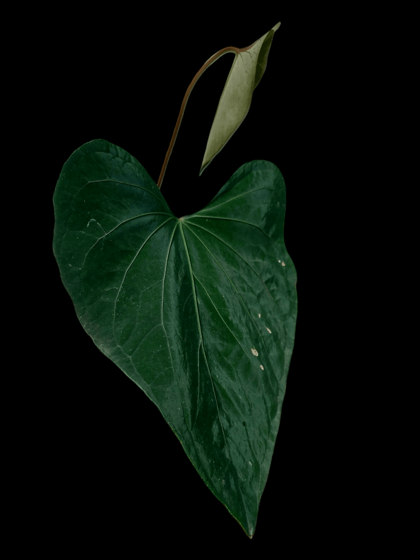 Anthurium sp. 'Huanuco Dark Velvet' (EXACT PLANT)