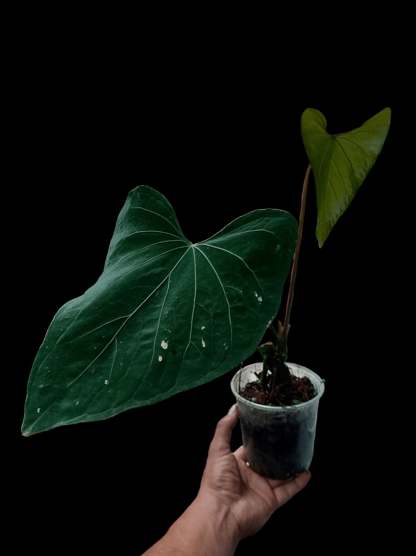 Anthurium sp. 'Huanuco Dark Velvet' (EXACT PLANT)