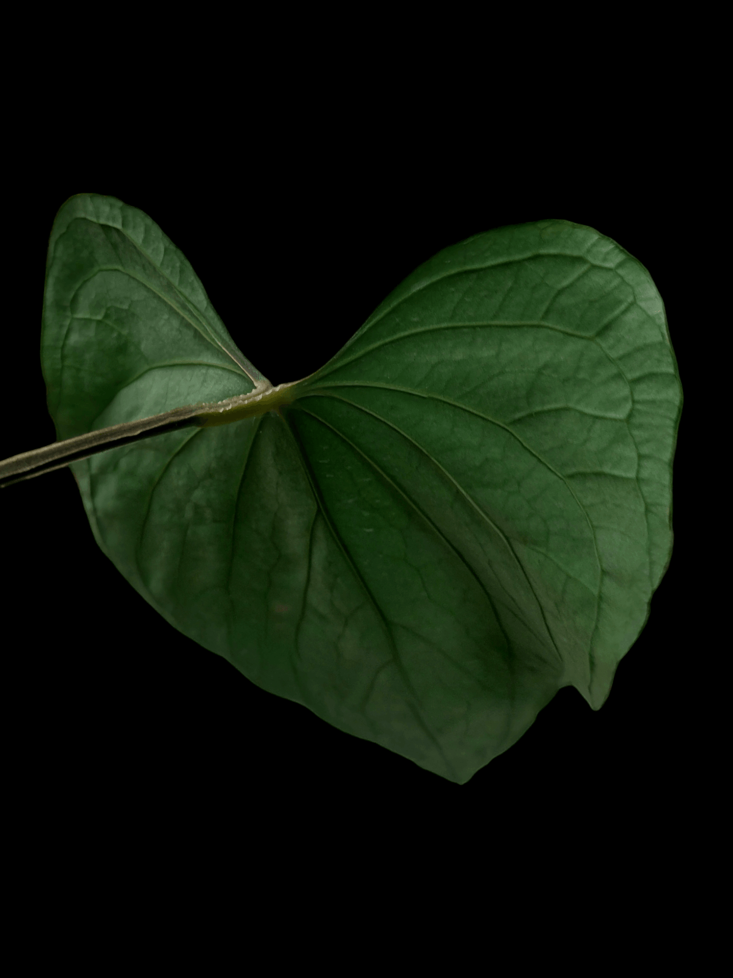 Anthurium sp. 'Huanuco Dark Velvet' (EXACT PLANT)