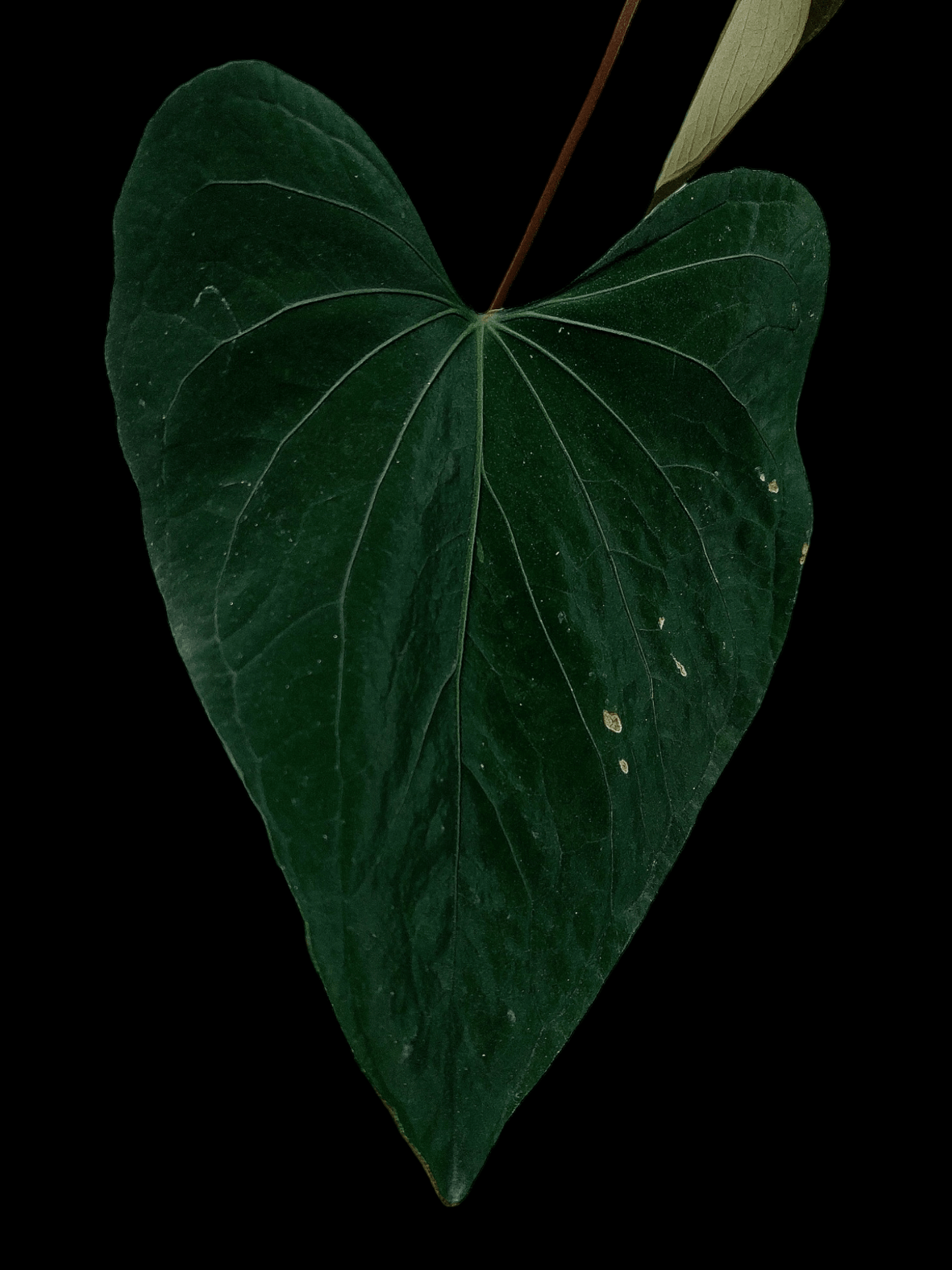 Anthurium sp. 'Huanuco Dark Velvet' (EXACT PLANT)