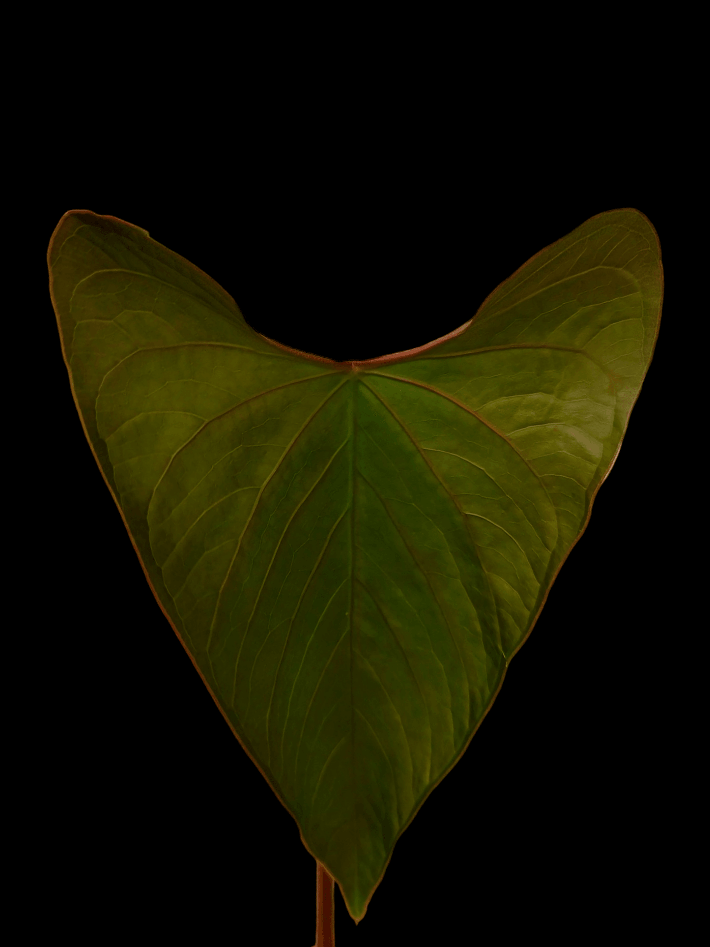 Anthurium sp. 'Huanuco Dark Velvet' (EXACT PLANT)