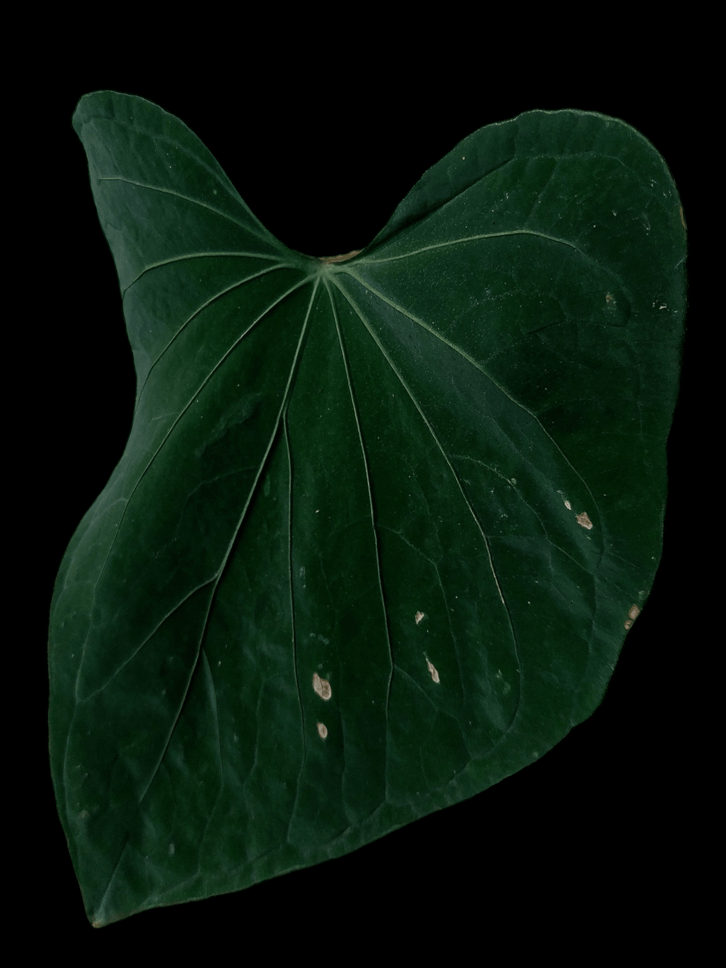 Anthurium sp. 'Huanuco Dark Velvet' (EXACT PLANT)