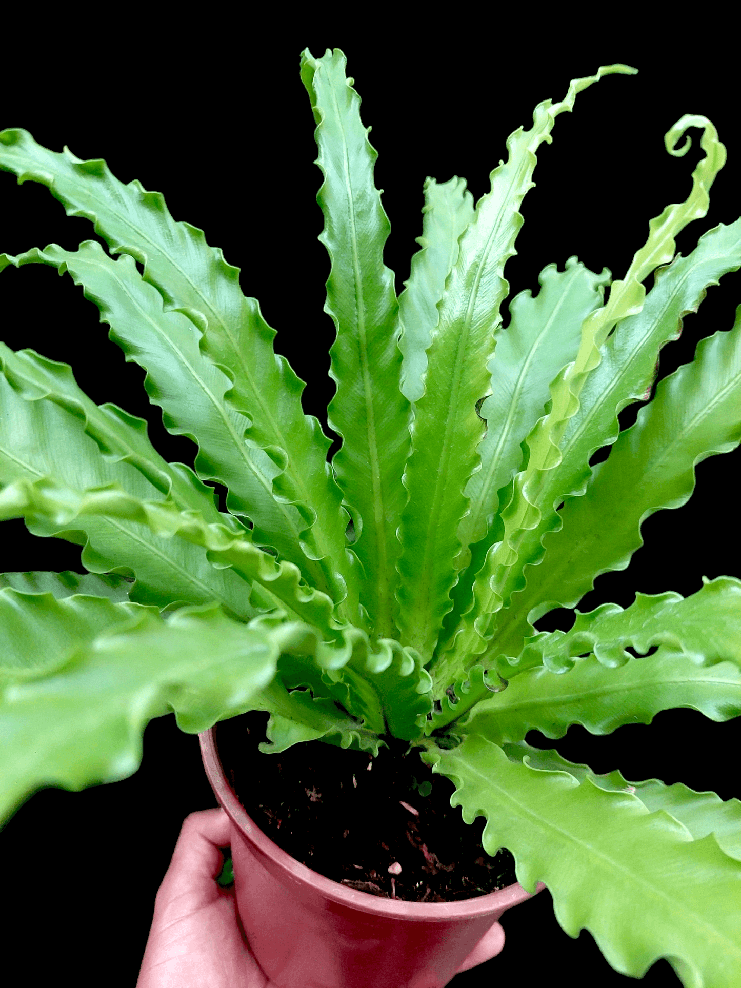 Asplenium Antiquum Peru ecotype (EXACT PLANT)