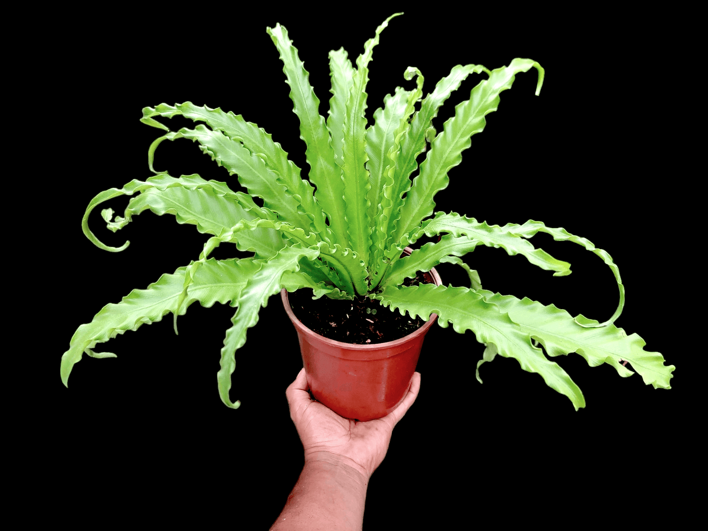 Asplenium Antiquum Peru ecotype (EXACT PLANT)