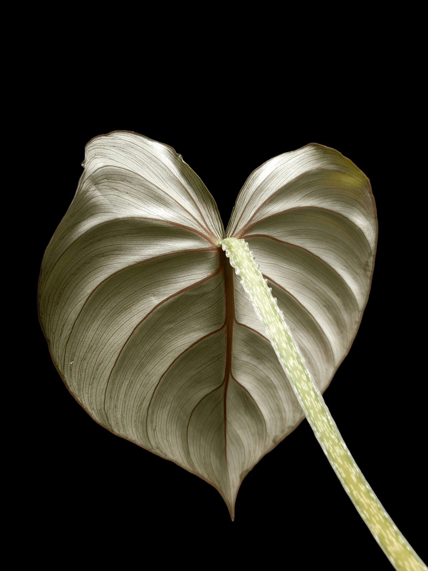 Philodendron Plowmanii Cafe Tarapoto (EXACT PLANT)