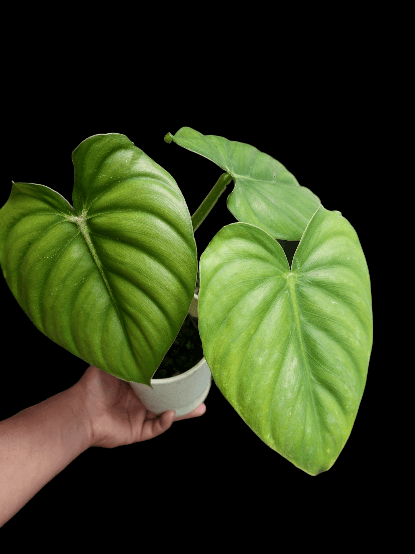 Philodendron Plowmanii Cafe Tarapoto (EXACT PLANT)