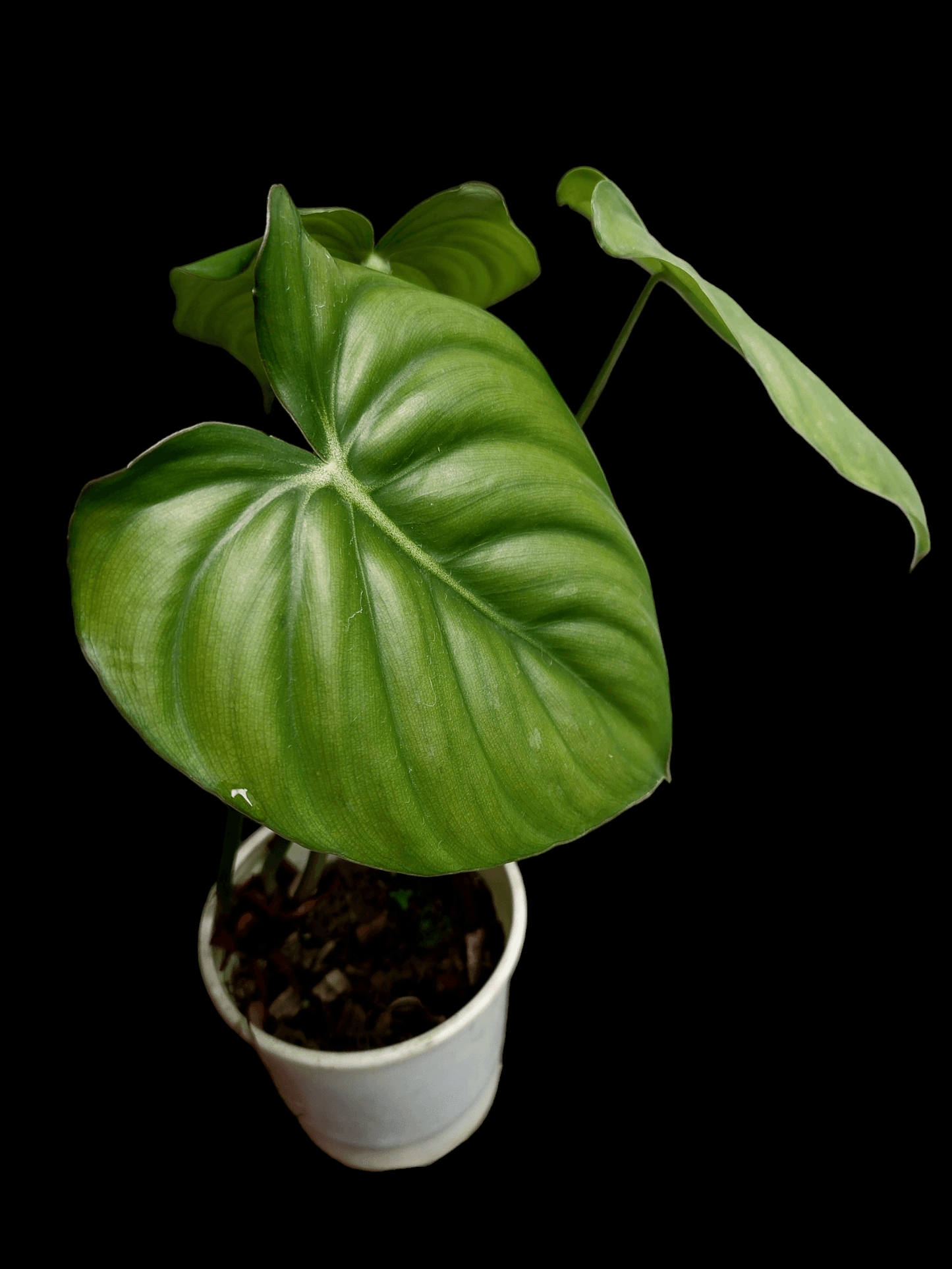 Philodendron Plowmanii Cafe Tarapoto (EXACT PLANT)