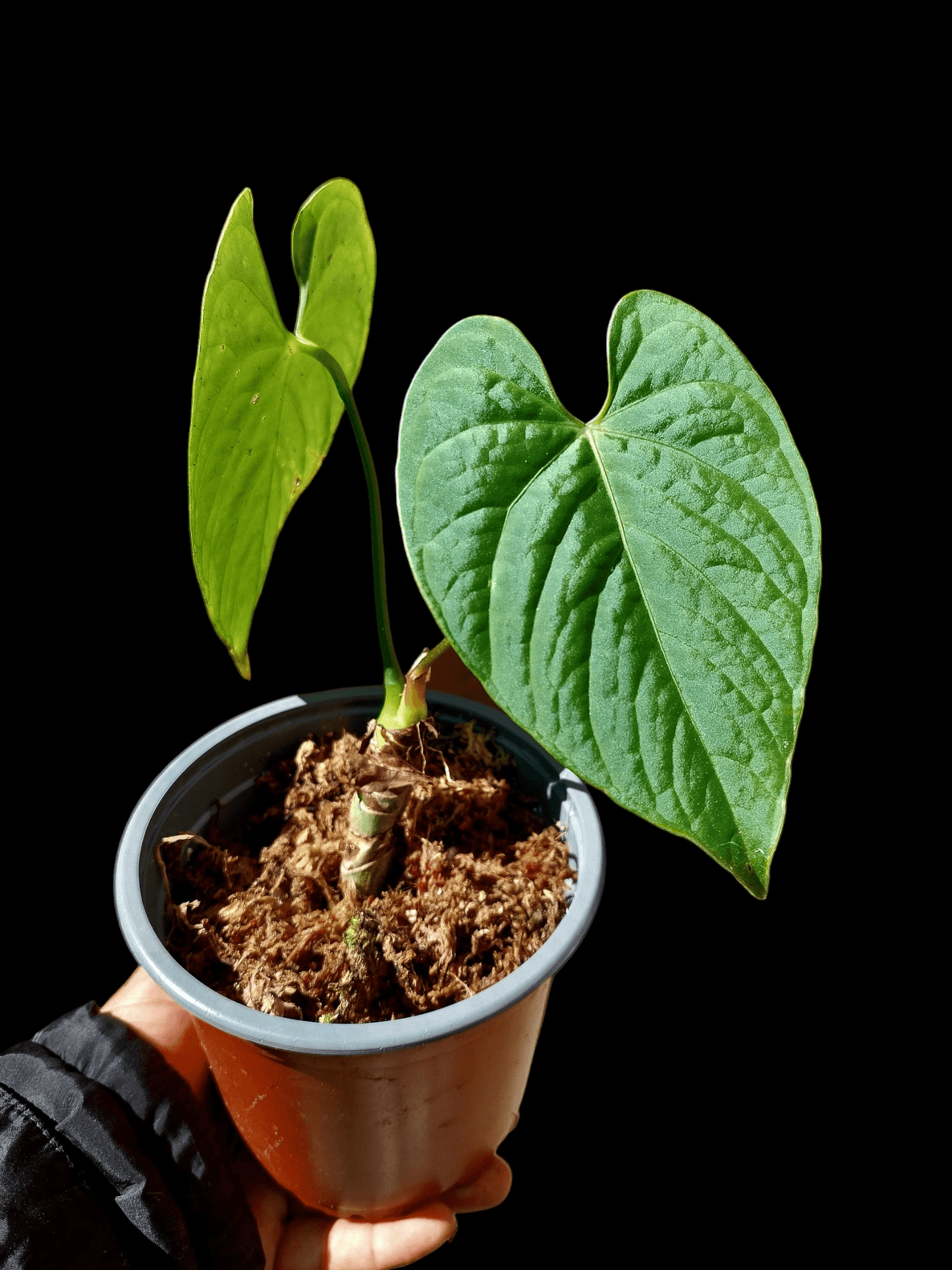 Anthurium sp. "Tarapoto Velvet" A0116 (EXACT PLANT)