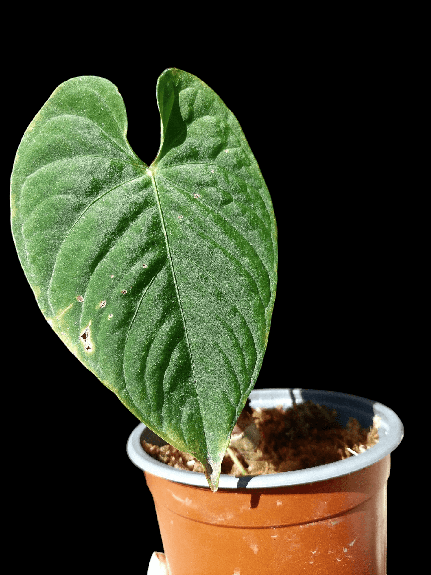 Anthurium sp. "Tarapoto Velvet" A0116 (EXACT PLANT)