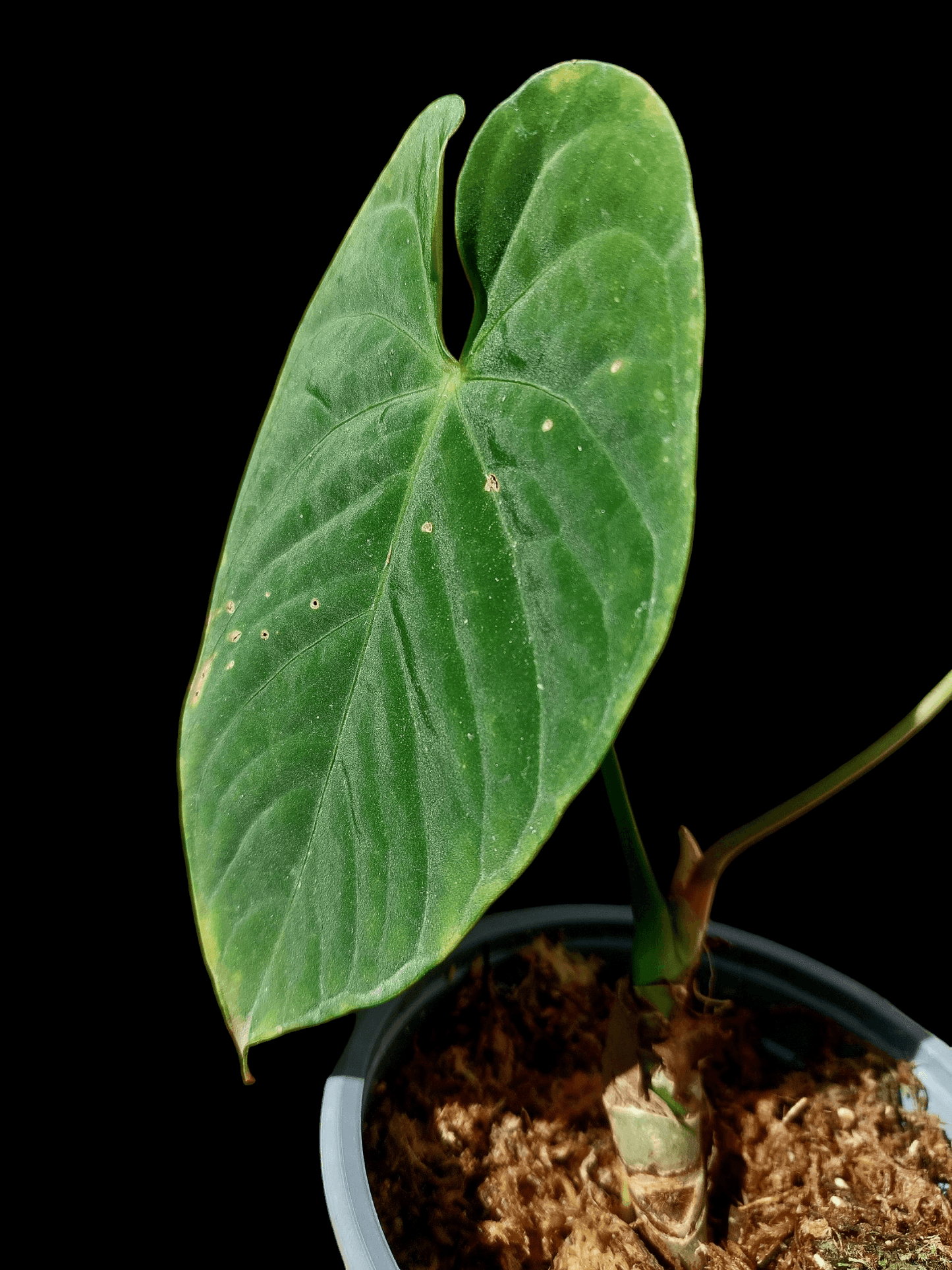 Anthurium sp. "Tarapoto Velvet" A0116 (EXACT PLANT)