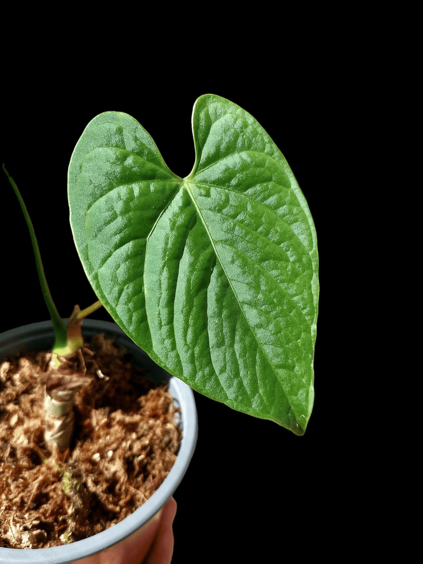 Anthurium sp. "Tarapoto Velvet" A0116 (EXACT PLANT)