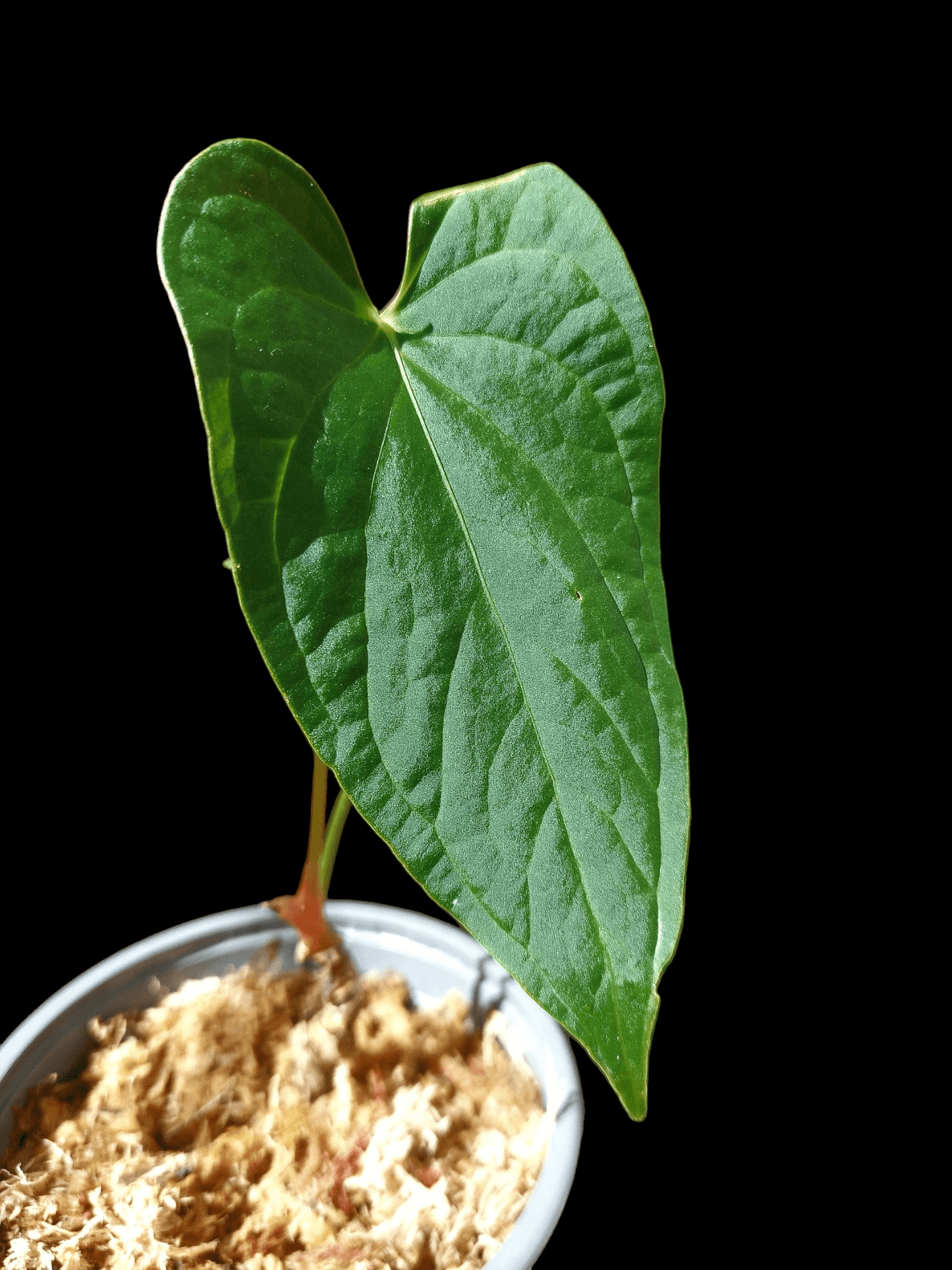 Anthurium sp. "Tarapoto Velvet" A0117 (EXACT PLANT)