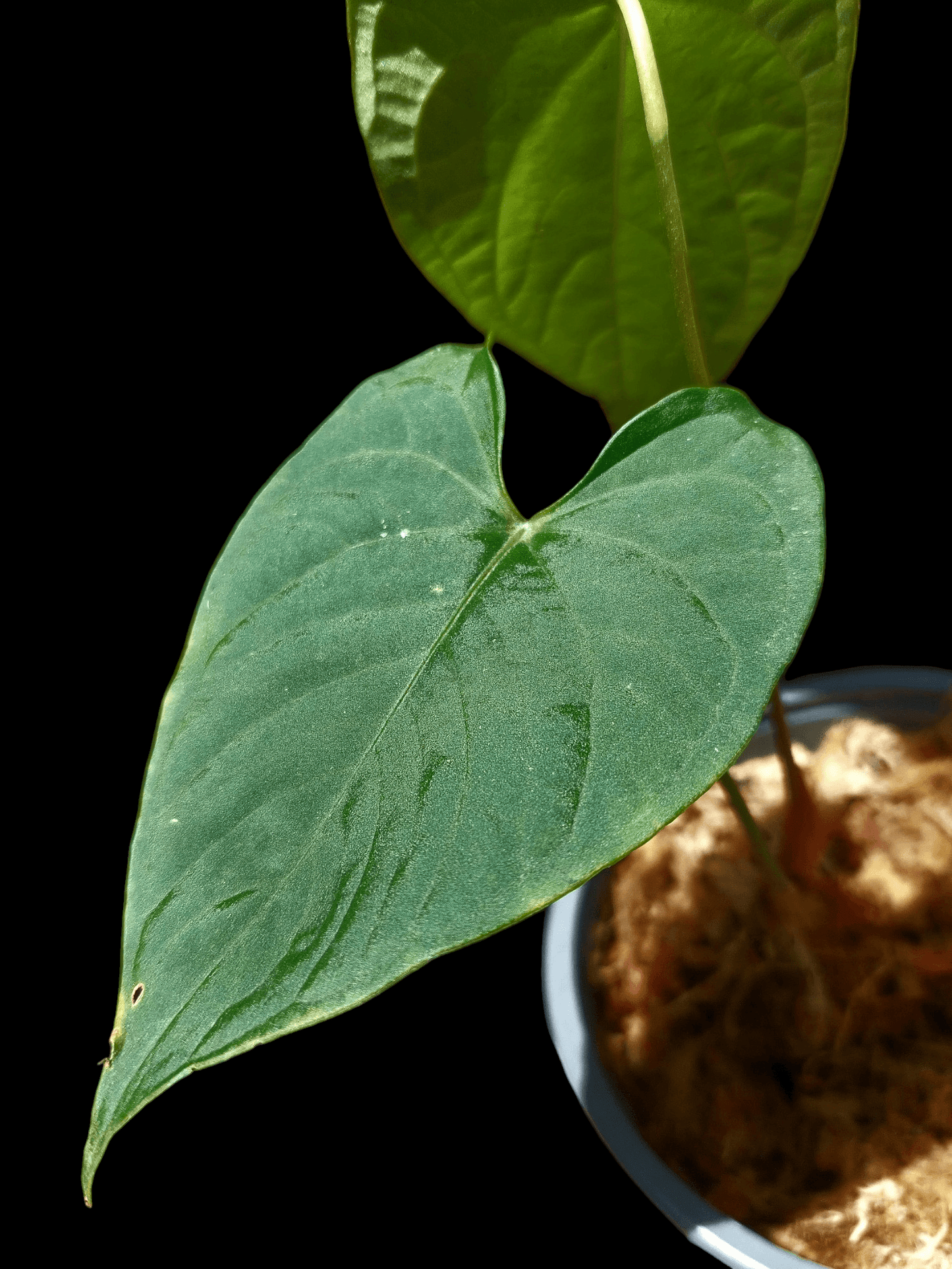 Anthurium sp. "Tarapoto Velvet" A0117 (EXACT PLANT)
