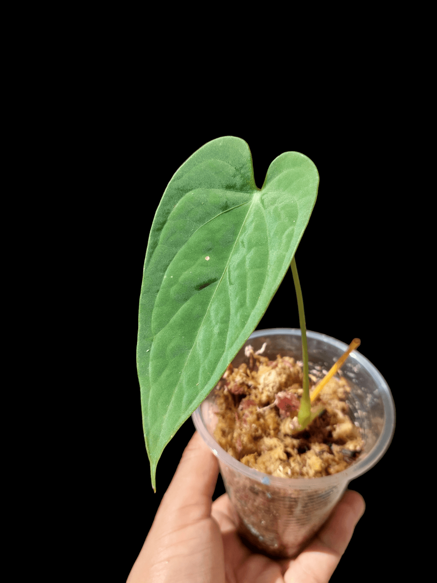 Anthurium sp. "Tarapoto Velvet" A0119 (EXACT PLANT)