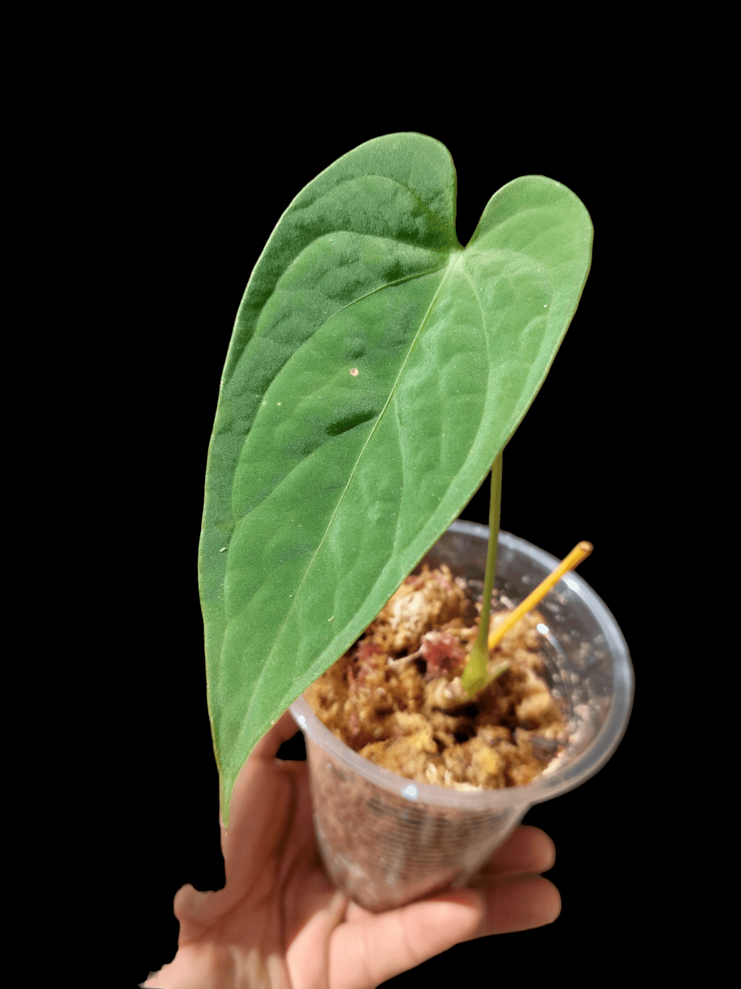 Anthurium sp. "Tarapoto Velvet" A0119 (EXACT PLANT)