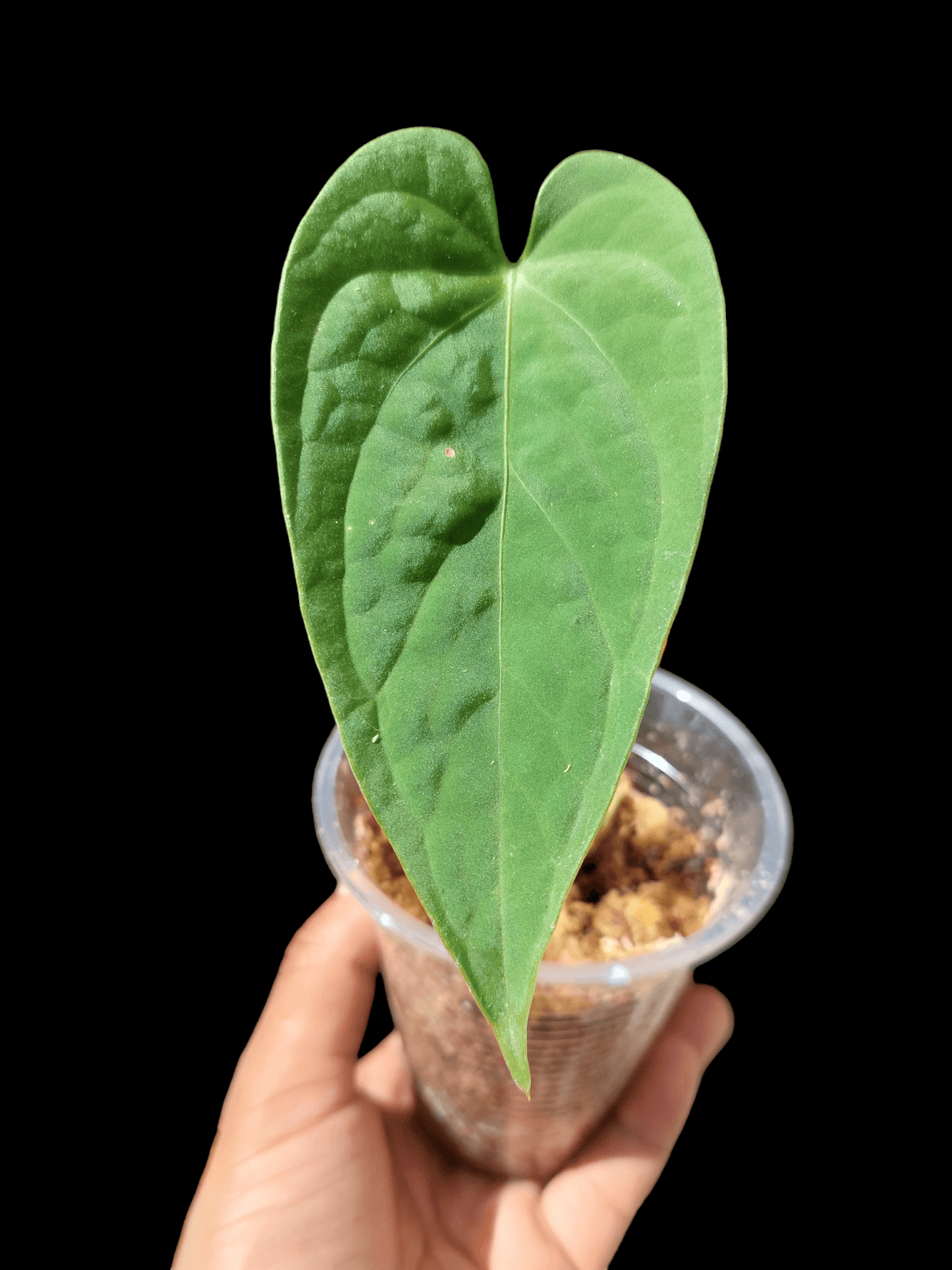 Anthurium sp. "Tarapoto Velvet" A0119 (EXACT PLANT)