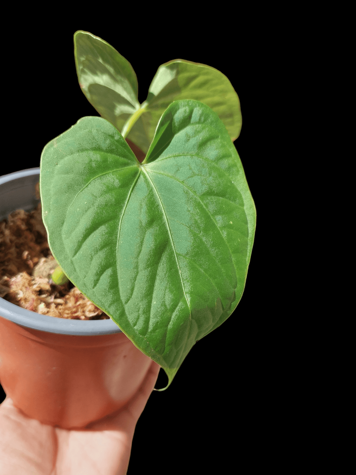 Anthurium sp. "Tarapoto Velvet" A0120 (EXACT PLANT)