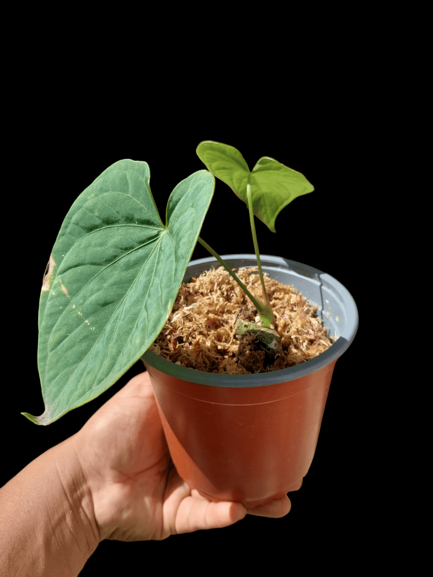 Anthurium sp. "Tarapoto Velvet" A0120 (EXACT PLANT)