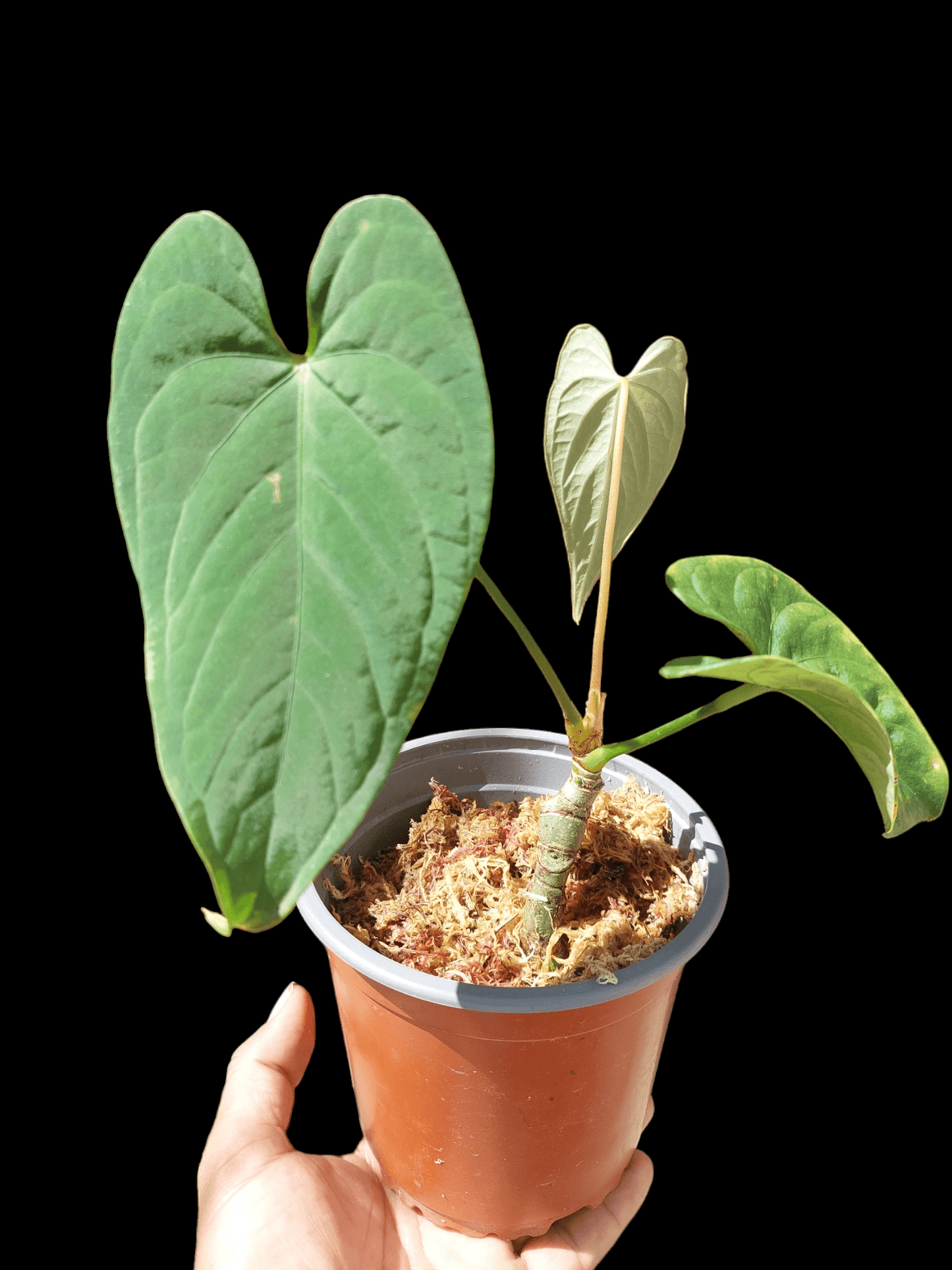 Anthurium sp. "Tarapoto Velvet" A0121 (EXACT PLANT)