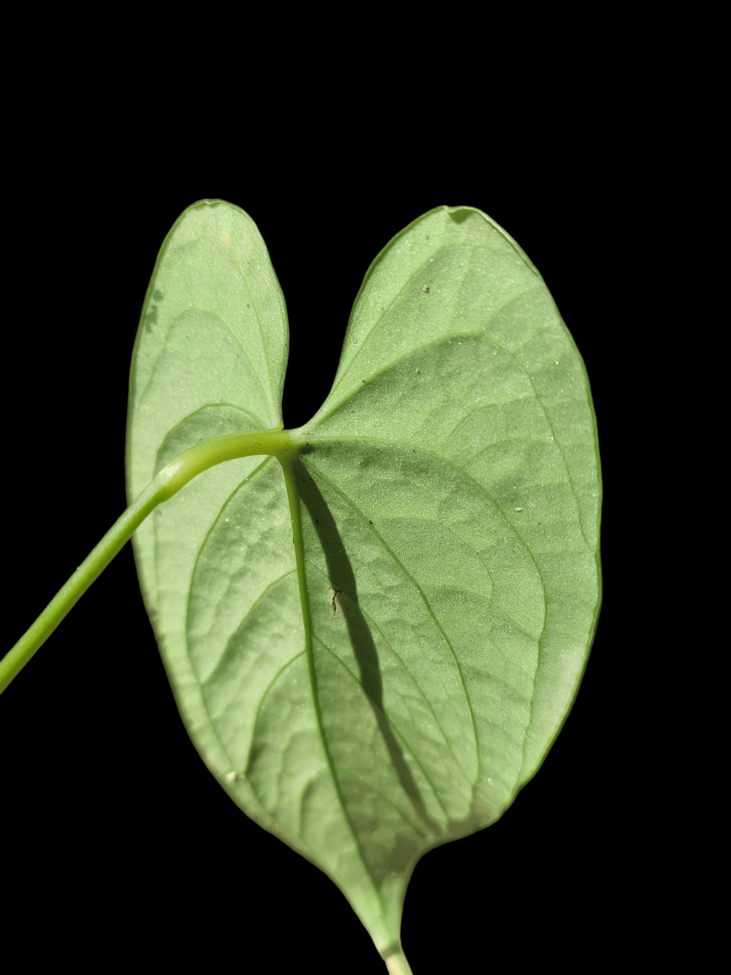Anthurium sp. "Tarapoto Velvet" A0121 (EXACT PLANT)