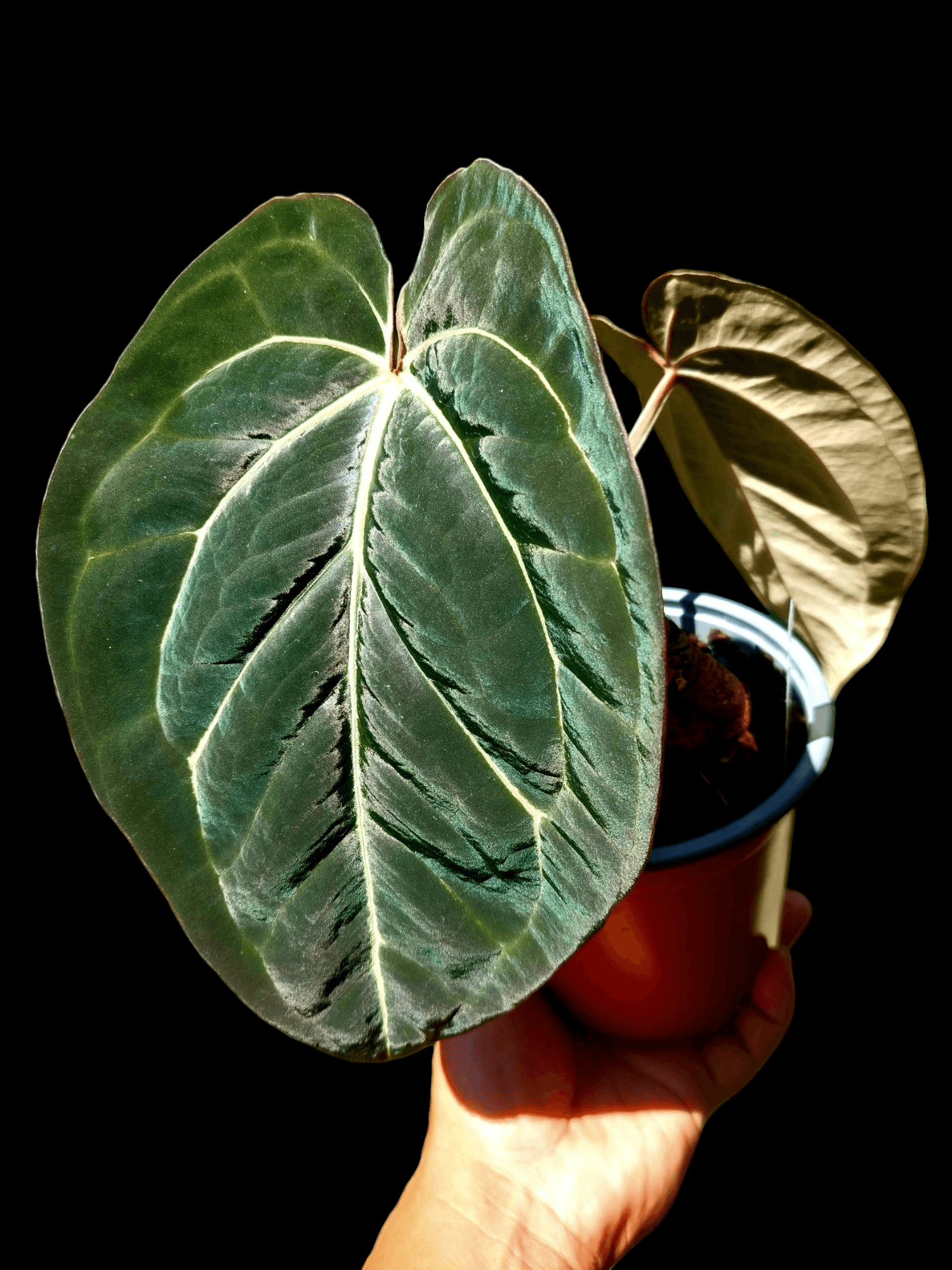 anthurium blue Anthurium Blue Carlablackiae Special Phenotype Super Velvety Pure Specie (EXACT PLANT) – Amazon Plants Peru