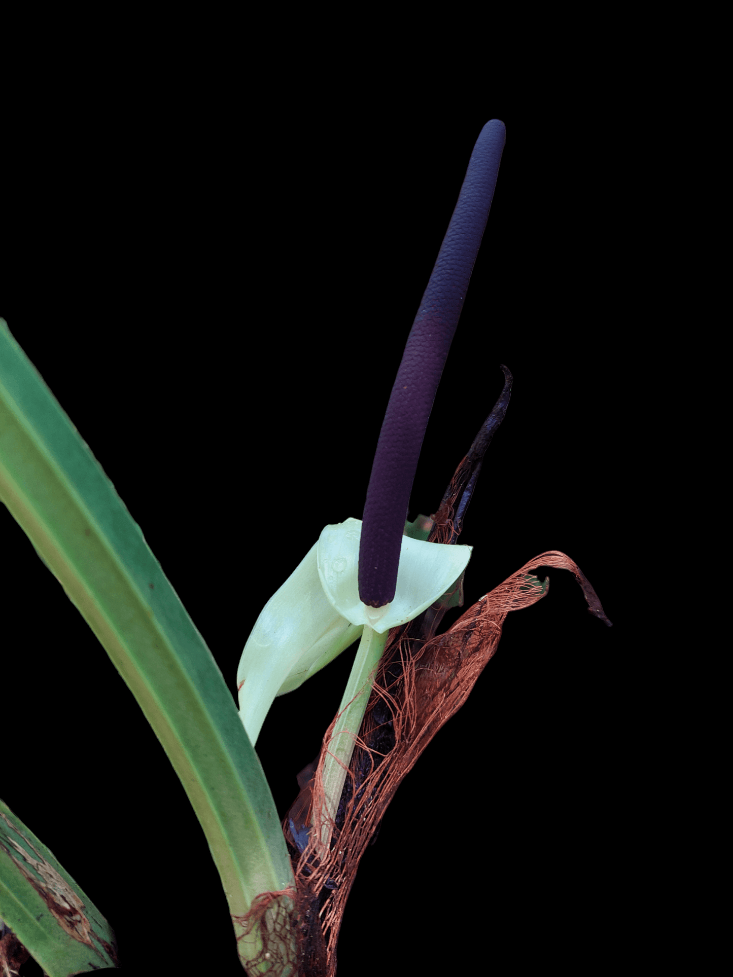 Anthurium sp. "Cachiyaquense" (EXACT PLANT)