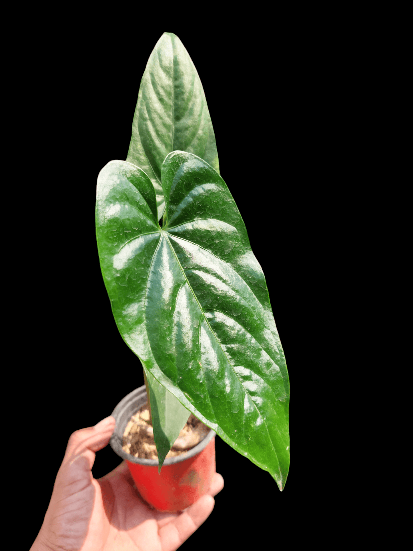 Anthurium sp. "Cumbazino" Wild Ecotype (EXACT PLANT)