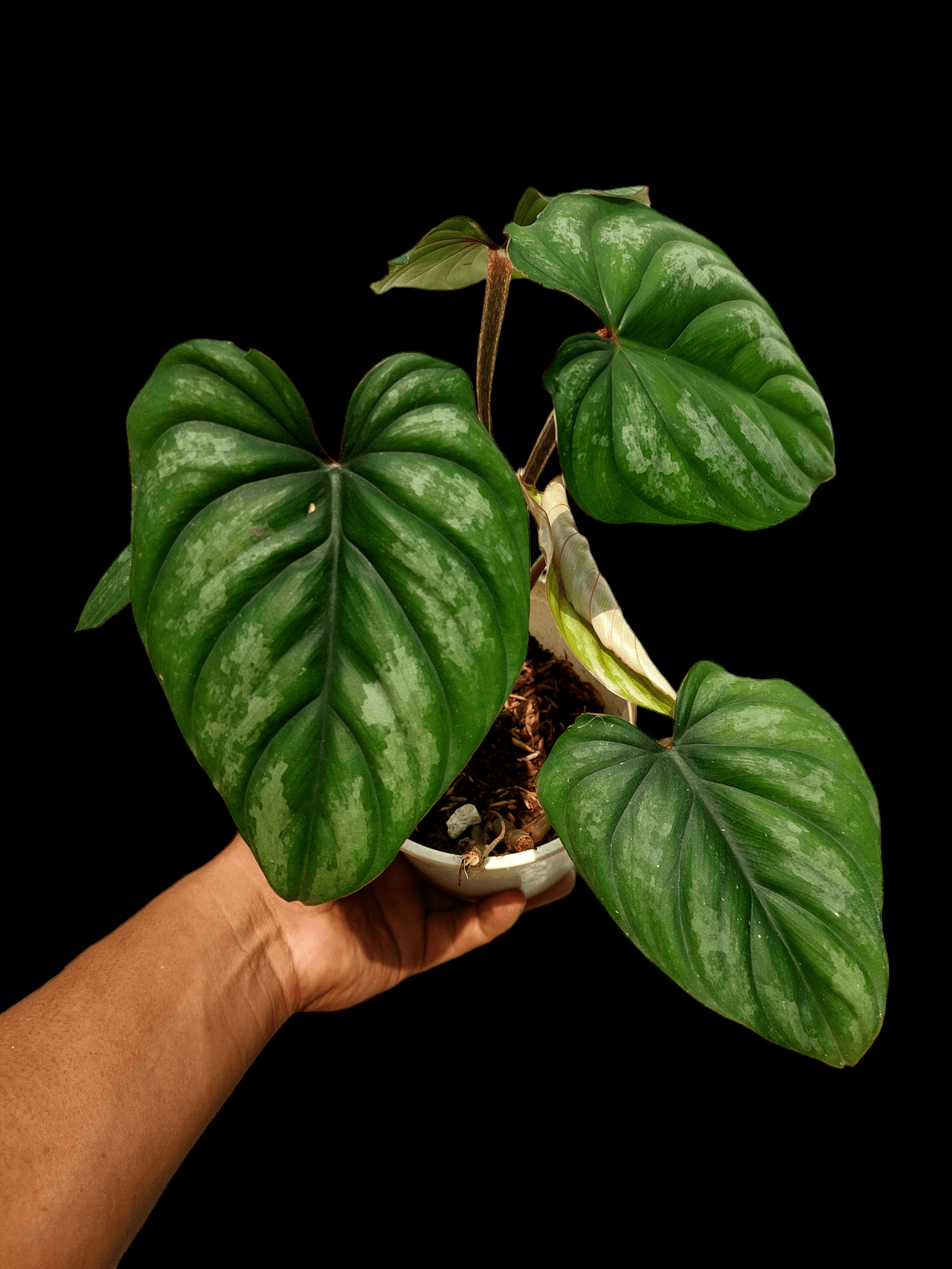 peru philodendron Philodendron Plowmanii Silver Cloud Dark Petiole Peru Wild Ecotype (EXACT PLANT)