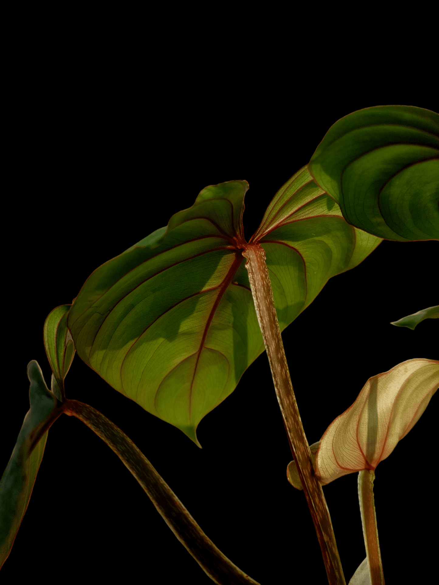 Philodendron Plowmanii Silver Cloud Dark Petiole Peru Wild Ecotype (EXACT PLANT)