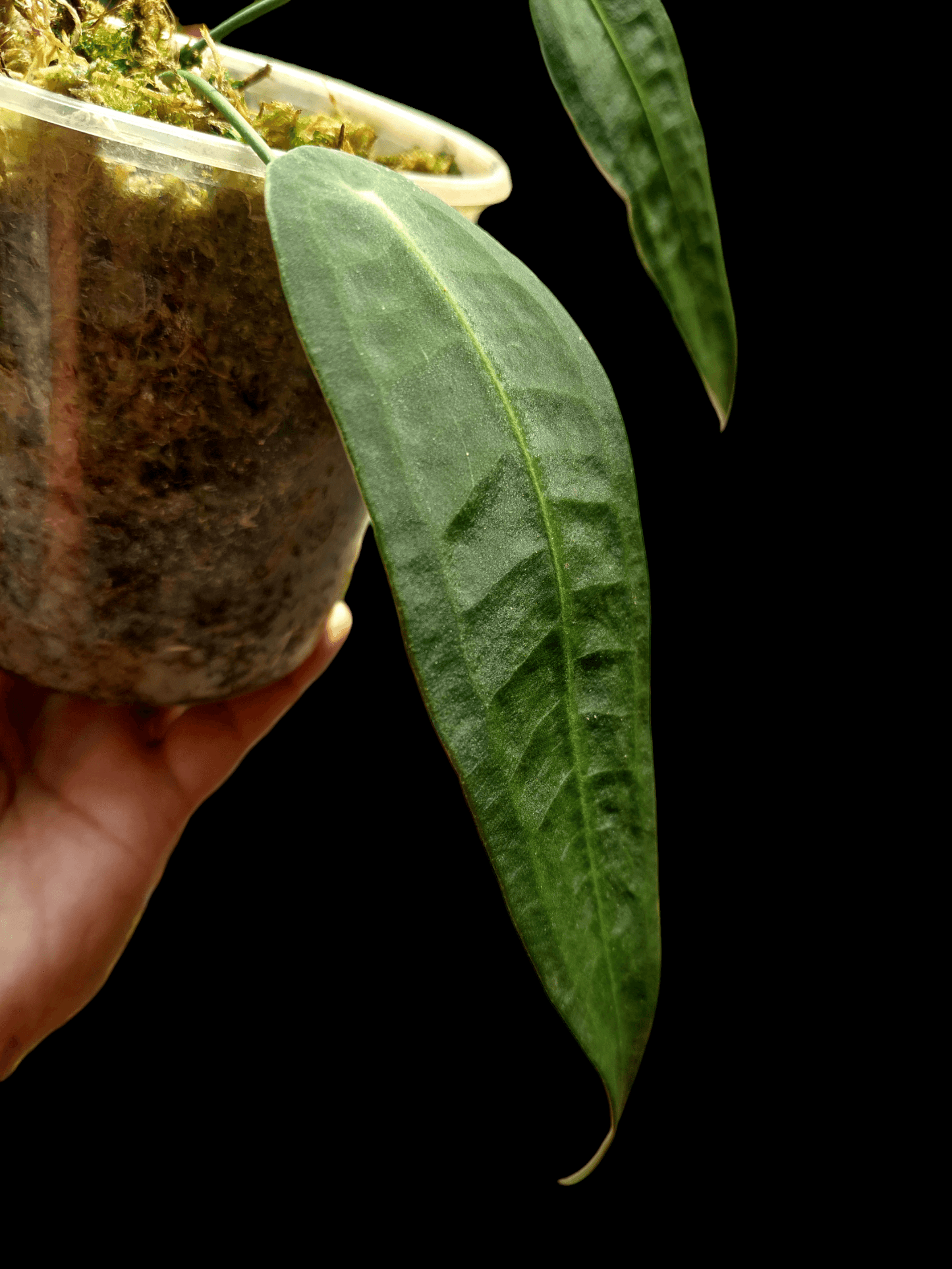 Anthurium sp. "Little Ghost" with 2 Leaves (EXACT PLANT)
