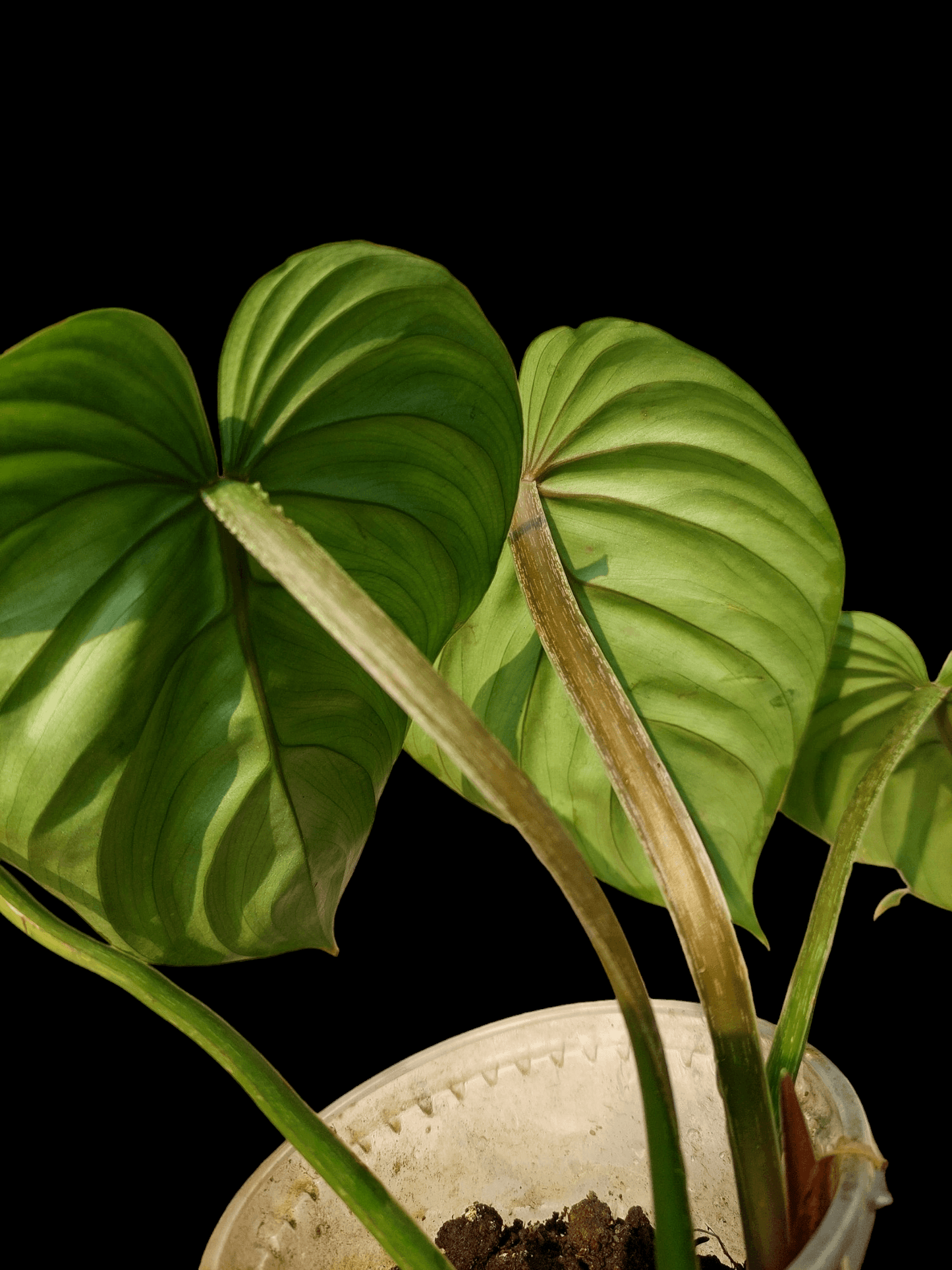 Philodendron Mamei Silver Cloud (EXACT PLANT)