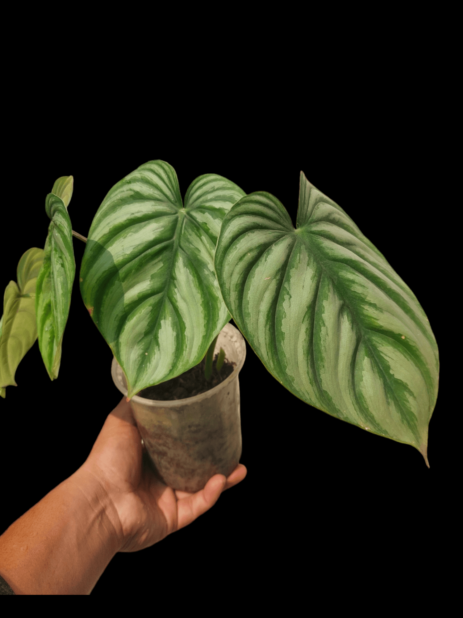 mamei silver cloud philodendron Philodendron Mamei | Silver Cloud | 4" Pot