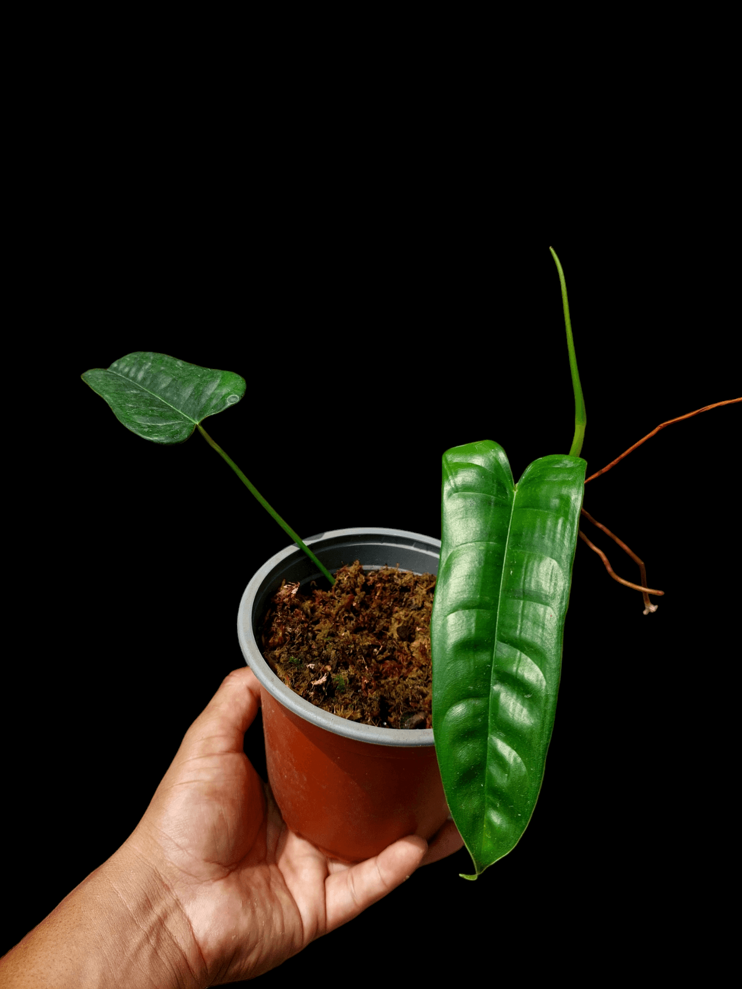 philodendron felix Philodendron Felix with 2 Leaves (EXACT PLANT)