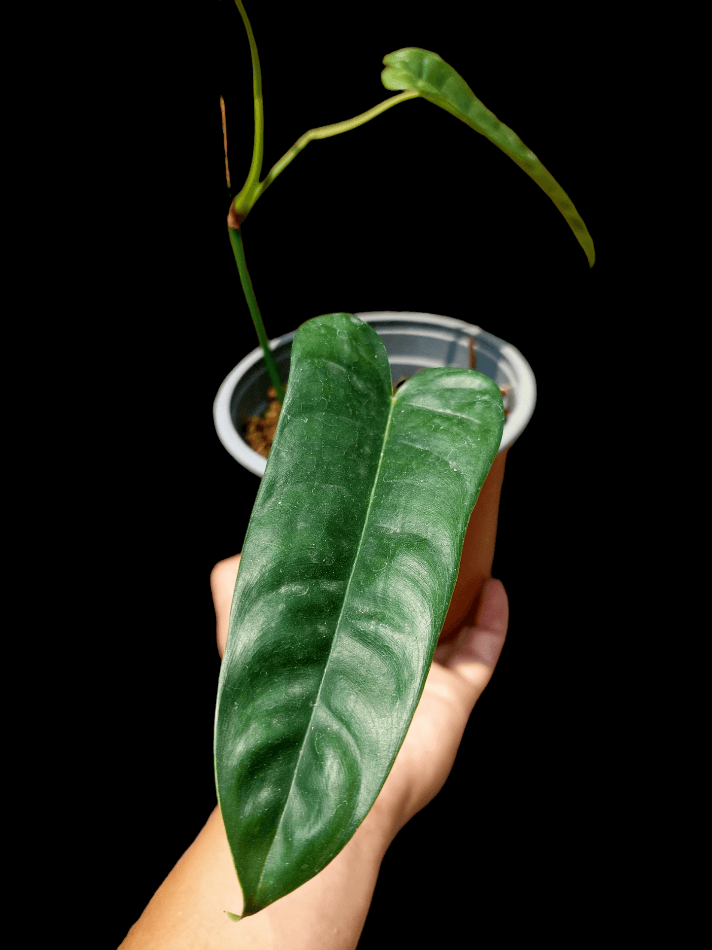 Philodendron Felix with 2 Leaves (EXACT PLANT)