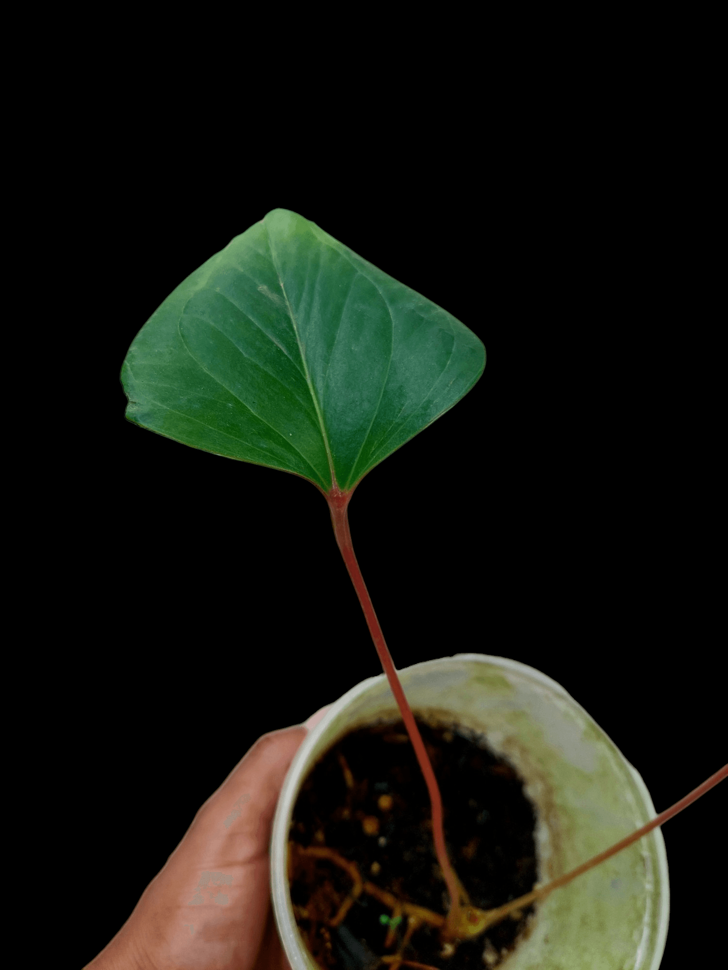 anthurium arrow plant Anthurium sp. 'Red Arrow' (EXACT PLANT)
