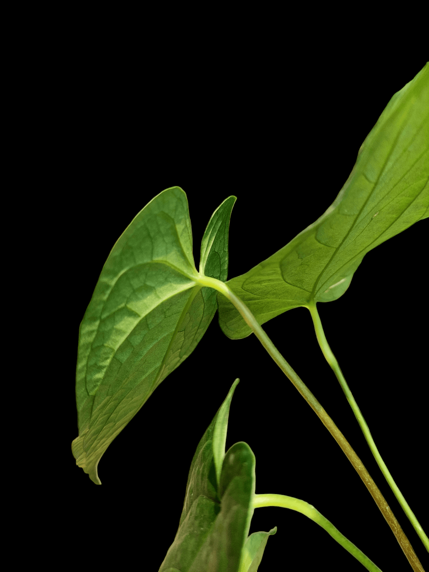Anthurium sp. "Tarapoto Dark Velvet" Small Size with 4 Leaves (EXACT PLANT)