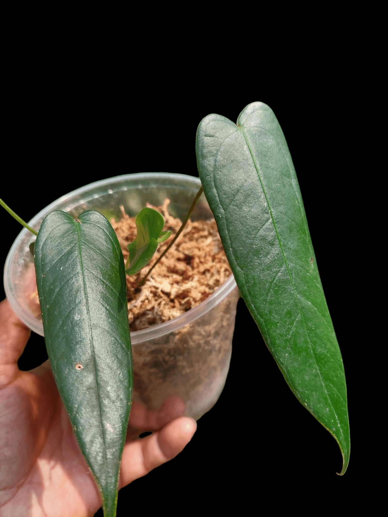 anthurium 5 Anthurium Josei Narrow Form Small Size wit 5 Leaves (EXACT PLANT) – Amazon Plants Peru