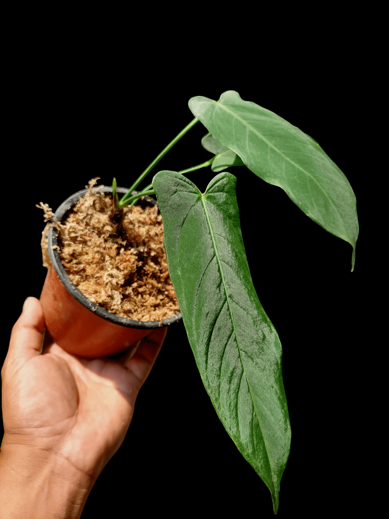 velvety anthurium Anthurium Argyrostachyum "Velvety" (EXACT PLANT) – Amazon Plants Peru