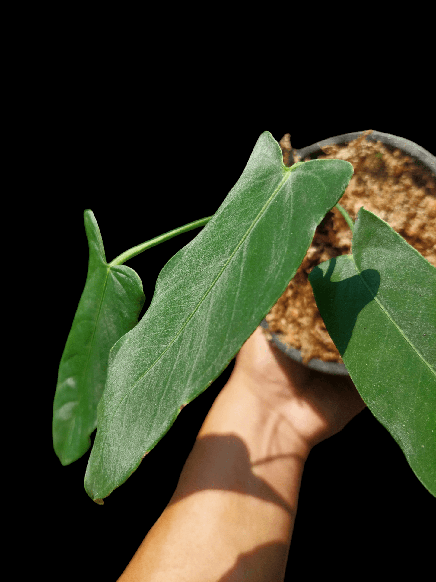 Anthurium Argyrostachyum "Velvety" (EXACT PLANT)