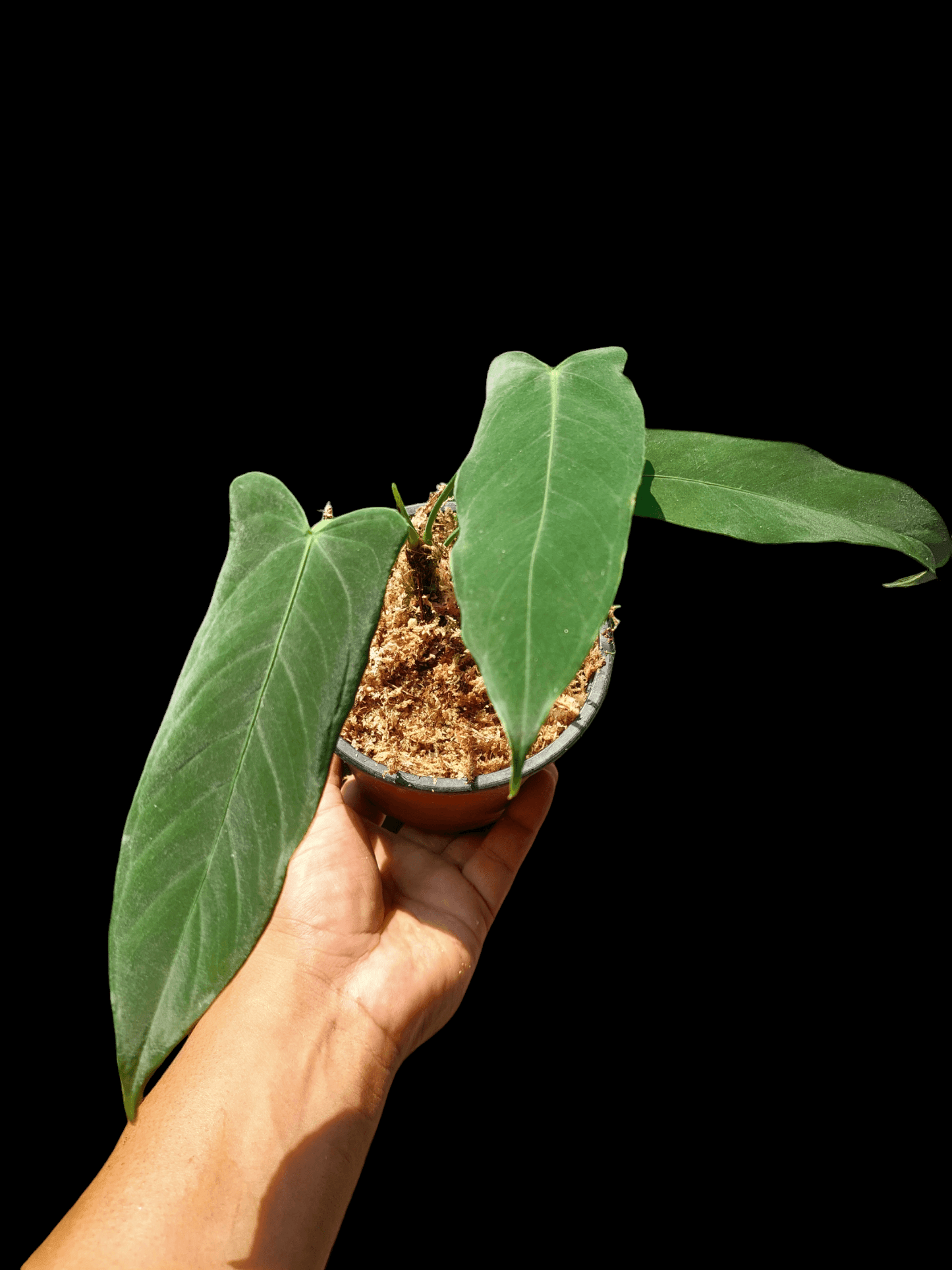 Anthurium Argyrostachyum "Velvety" (EXACT PLANT)