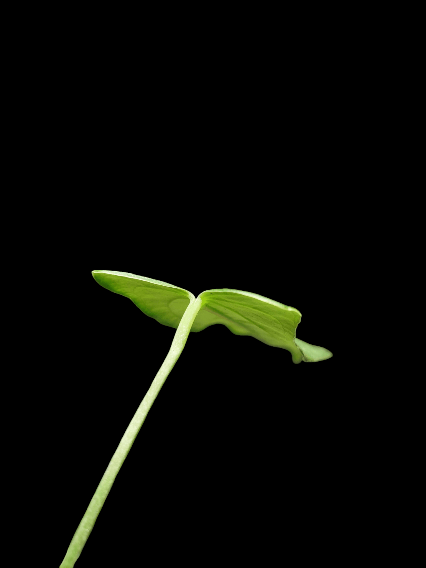 Anthurium Argyrostachyum "Velvety" (EXACT PLANT)