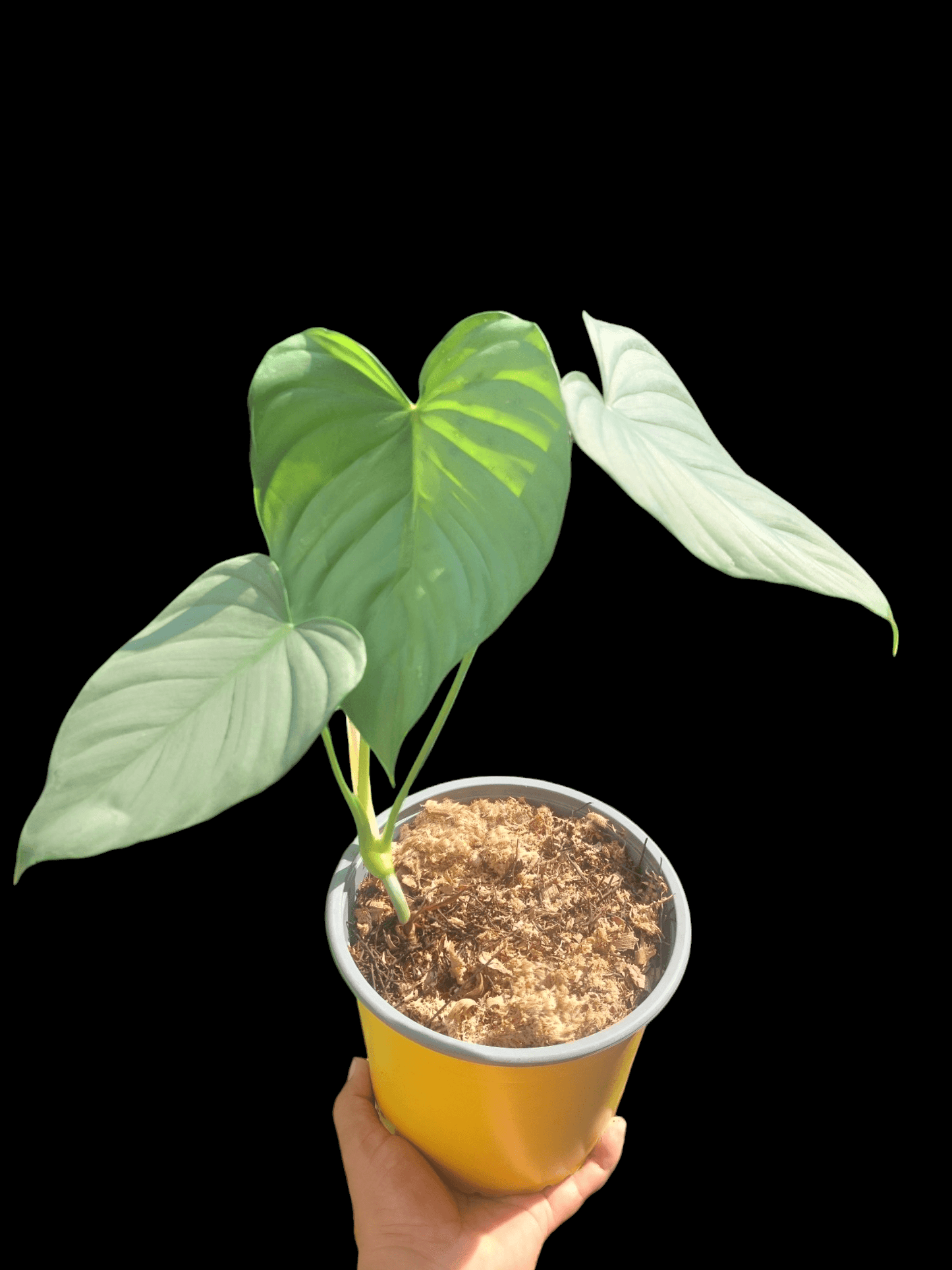 Philodendron sp. 'Silver Angel' 3 Leaves (EXACT PLANT)