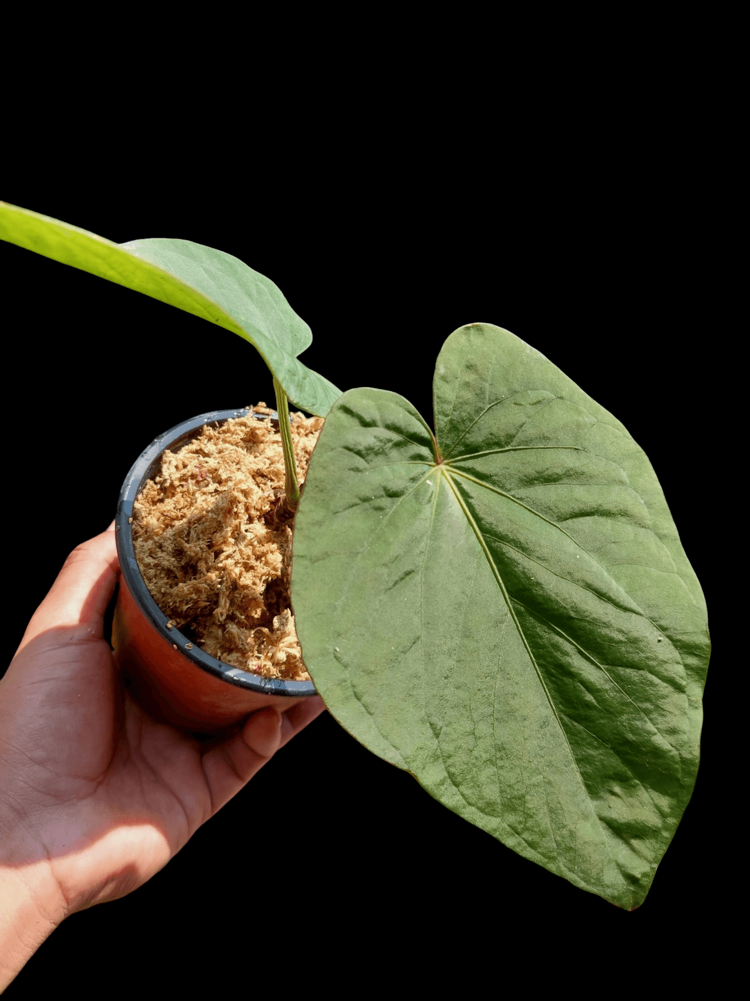 anthurium kunayalense Anthurium kunayalense Croat & Vannini Wild Ecotype (EXACT PLANT)