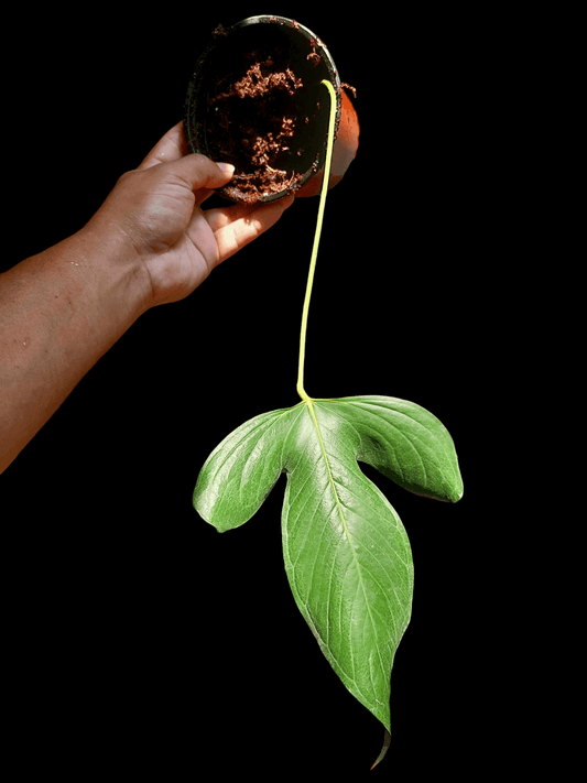 Anthurium sp "Monzon" (EXACT PLANT)