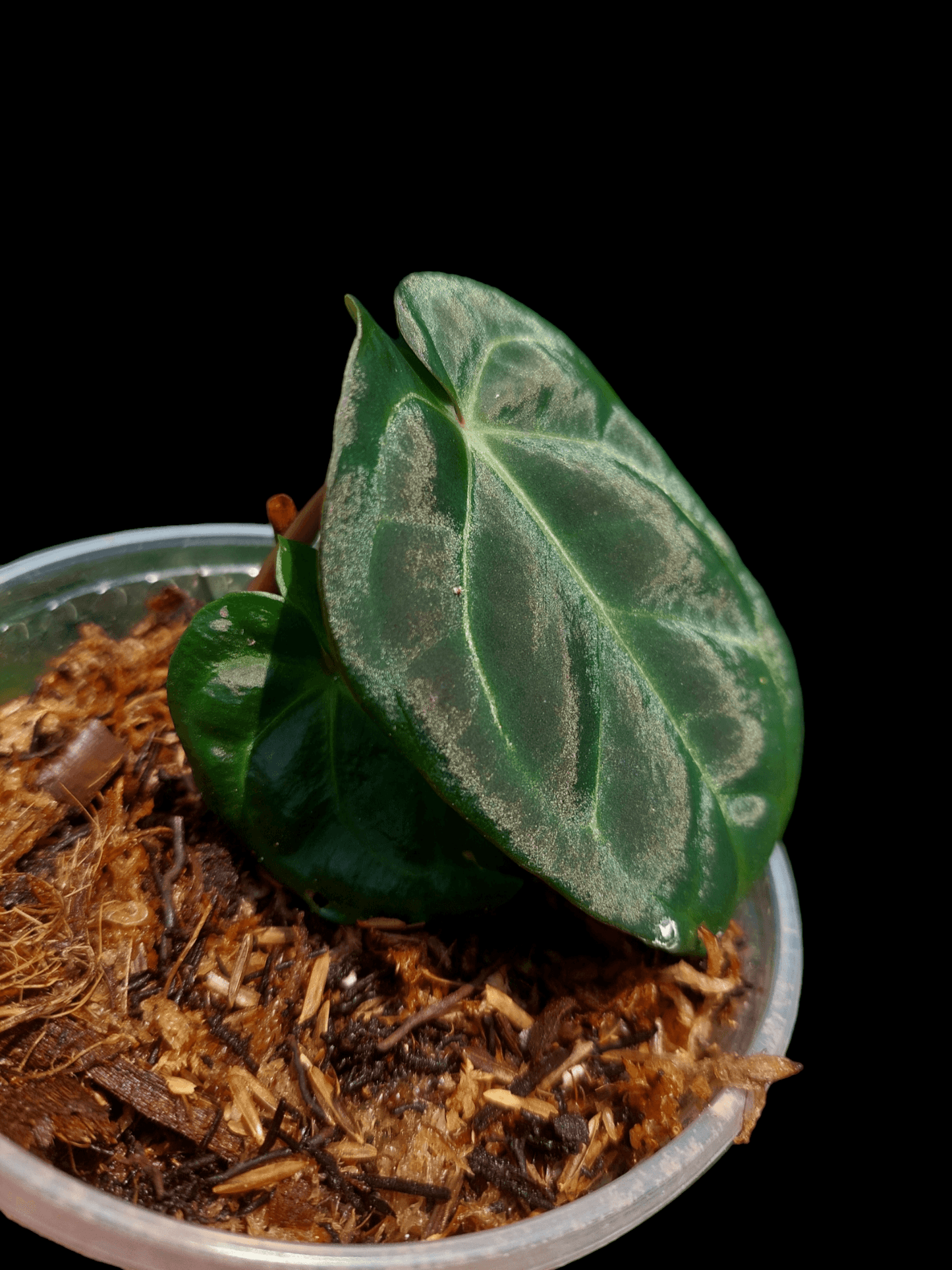Anthurium Carlablackiae Small Size 2 Leaves Wild Ecotype Pure Specie (EXACT PLANT)