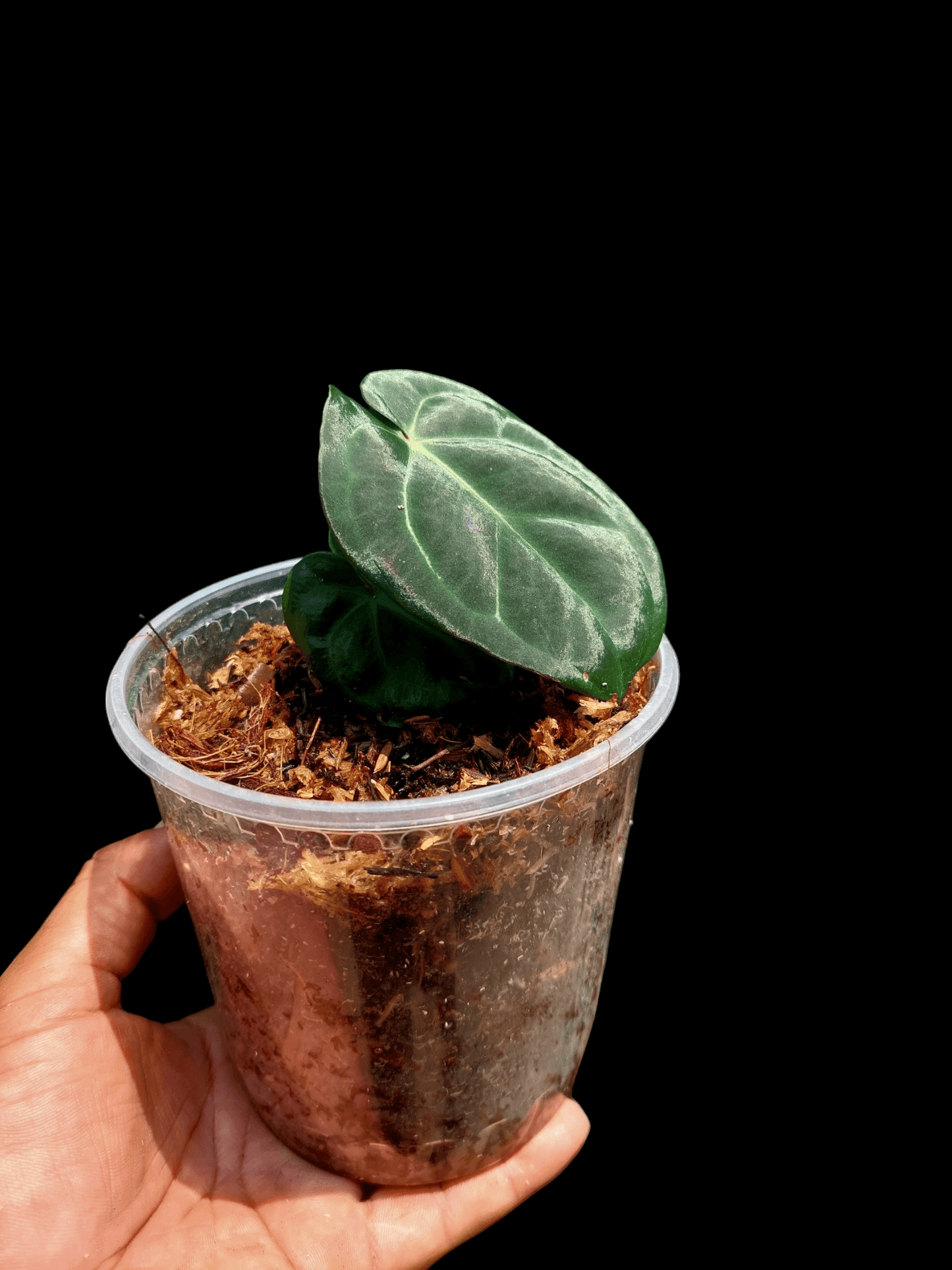 Anthurium Carlablackiae Small Size 2 Leaves Wild Ecotype Pure Specie (EXACT PLANT)